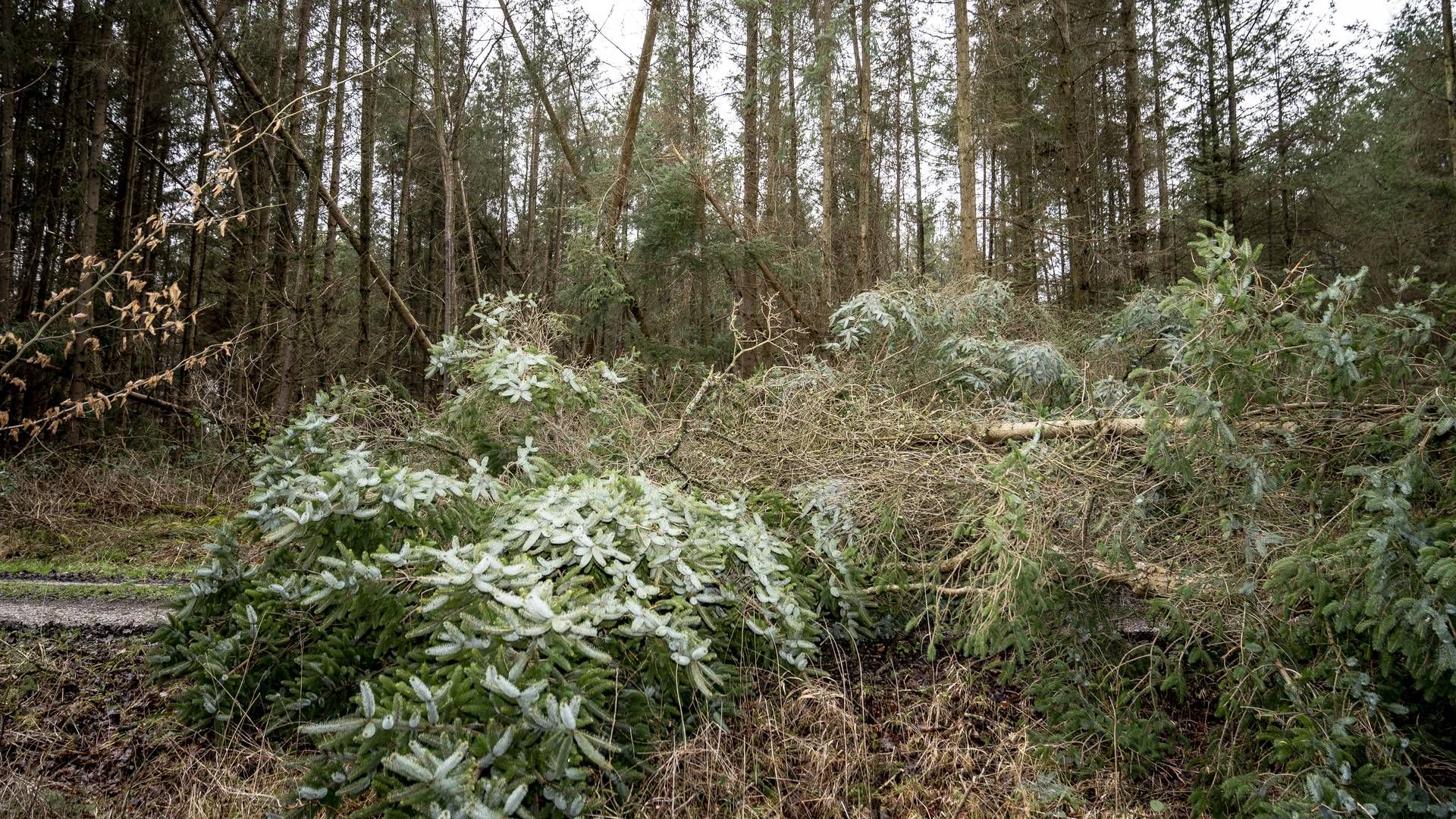 Væltede hegn og træer var blandt ofrene under stormen Nora. | Foto: Mads Claus Rasmussen