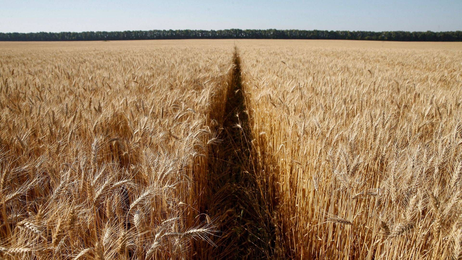 Kommer der til at se sådan ud i Ukraine til sommer? Den store hvedeproducent risikerer forhindringer for såning, gødskning og høst. | Foto: Valentyn Ogirenko/Reuters/Ritzau Scanpix