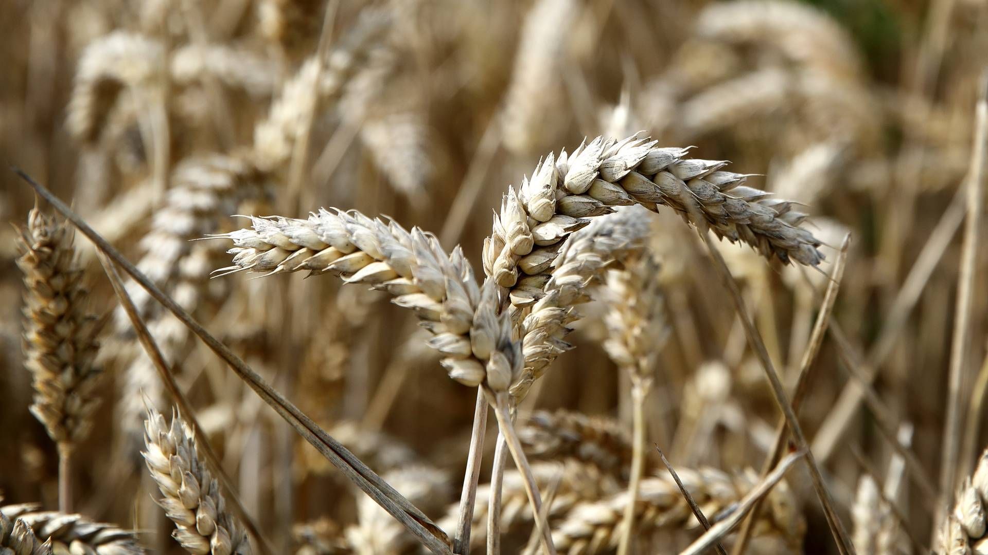 Rusland og Ukraine er storeksportører af hvede. | Foto: Jens Dresling