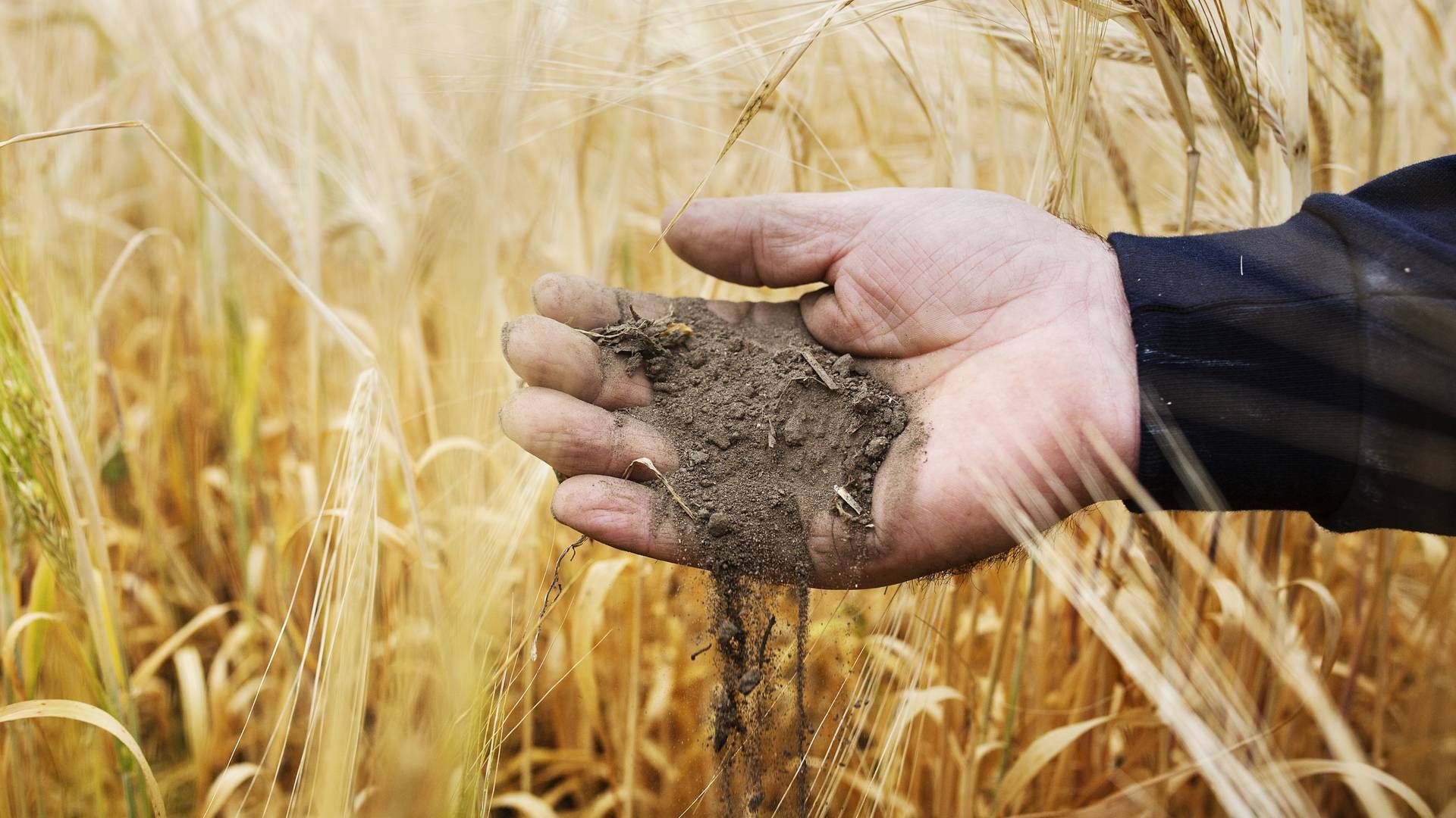 1 kg korn i hånden er langt bedre end 10 kg korn på et lager langt væk. Tilgængelighed vil blive helt afgørende for prissætningen på afgrøderne i efteråret, mener analytiker. | Foto: Emma Sejersen