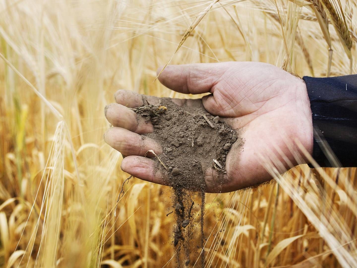 1 kg korn i hånden er langt bedre end 10 kg korn på et lager langt væk. Tilgængelighed vil blive helt afgørende for prissætningen på afgrøderne i efteråret, mener analytiker. | Foto: Emma Sejersen