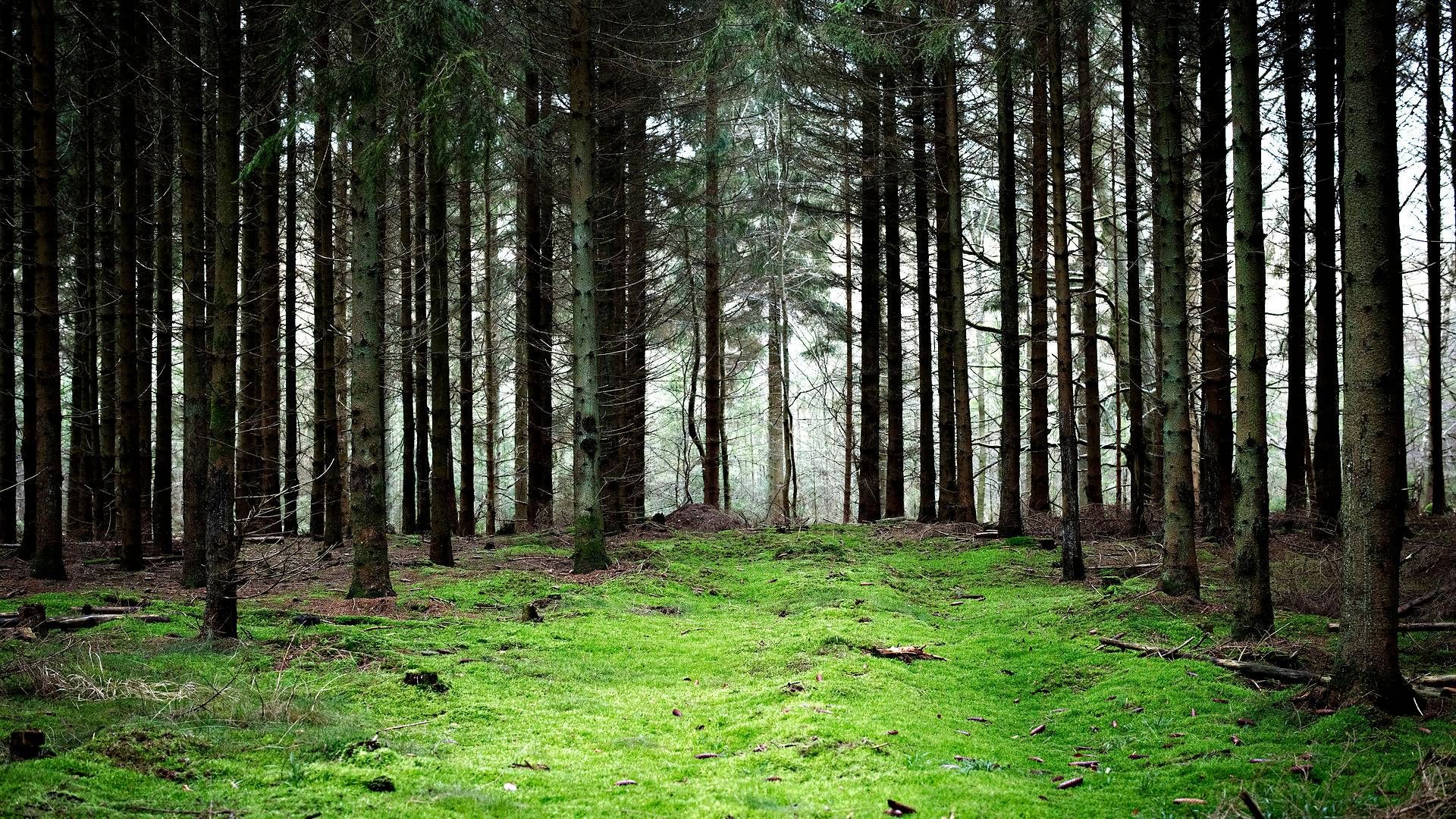 Det skal være tilladt for pensionsselskaber at eje skove fuldt og helt, hvis det står til pensionssektoren selv. | Foto: Marius Renner/Ritzau Scanpix