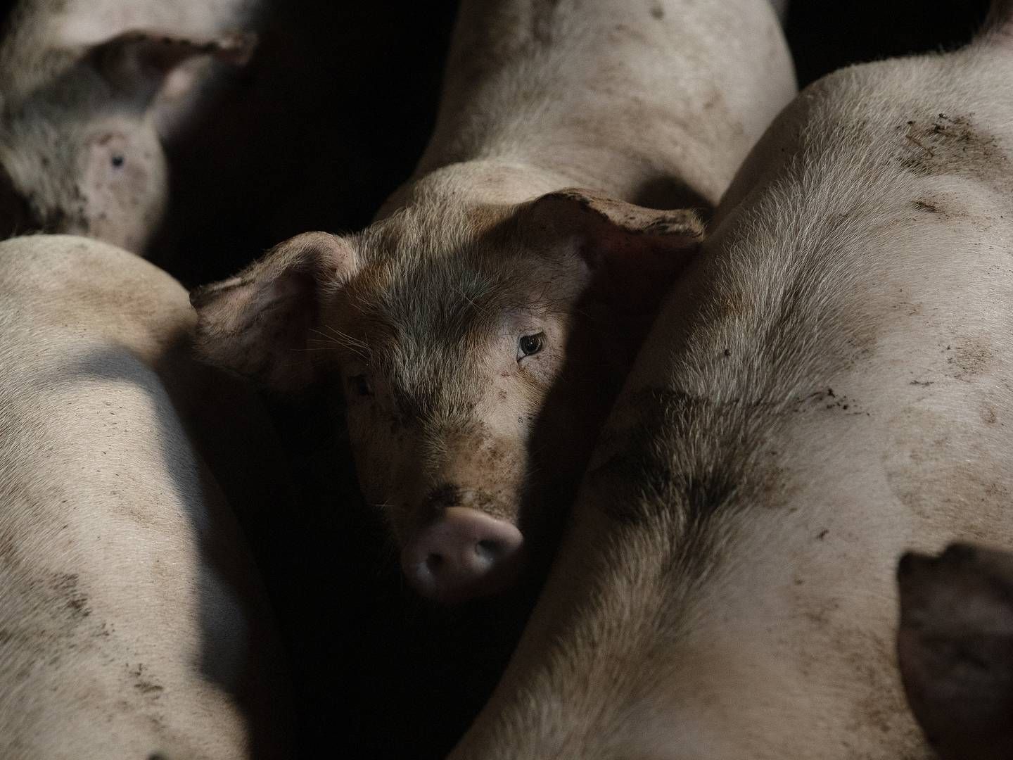 Ordningen kunne anvendes med støtte til enten 2, 3, 4 eller 5 måneder. Den korteste løsning med 2 måneders støtte til oplagring blev brugt langt mest. | Foto: Peter Hove Olesen