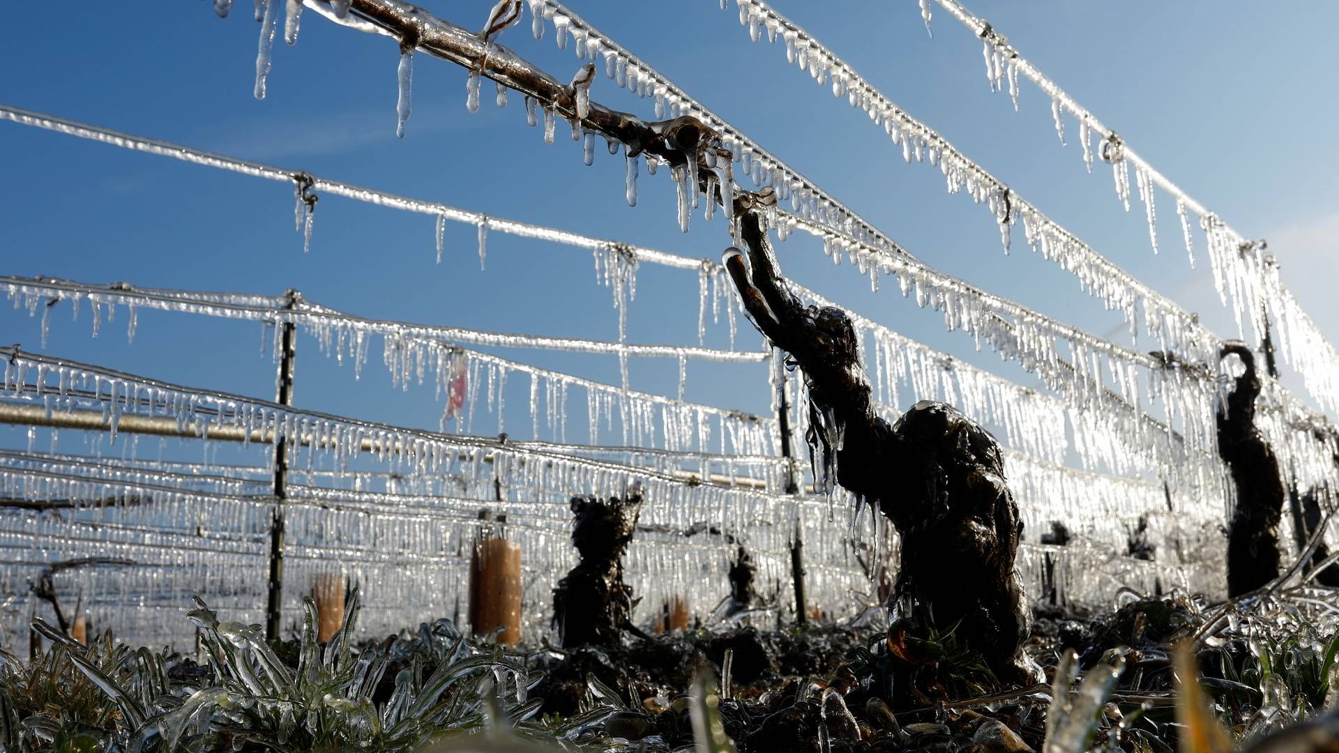 Koldere nætter går hårdt ud over den franske vinhøst. Billedet viser en forfrossen vingård i Chablis, Frankrig, 3. april. | Foto: Stephane Mahe/REUTERS / X02520