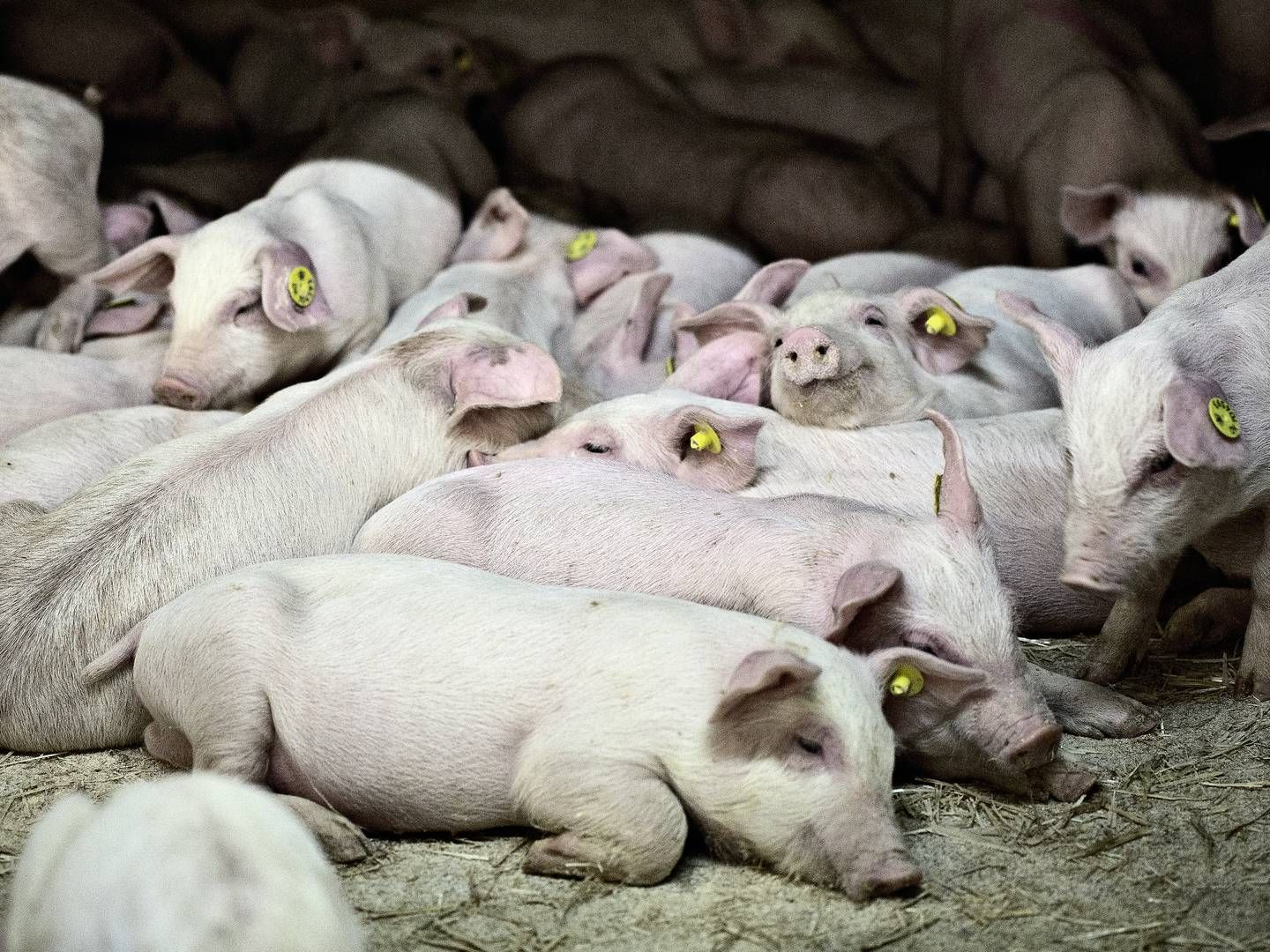 Smågrisene står i kø for at køre ud af landet, men det store udbud, koblet med en manglende interesse for at sætte grise ind, presser priserne, oplever Porc-Ex. | Foto: Joachim Adrian/Ritzau Scanpix
