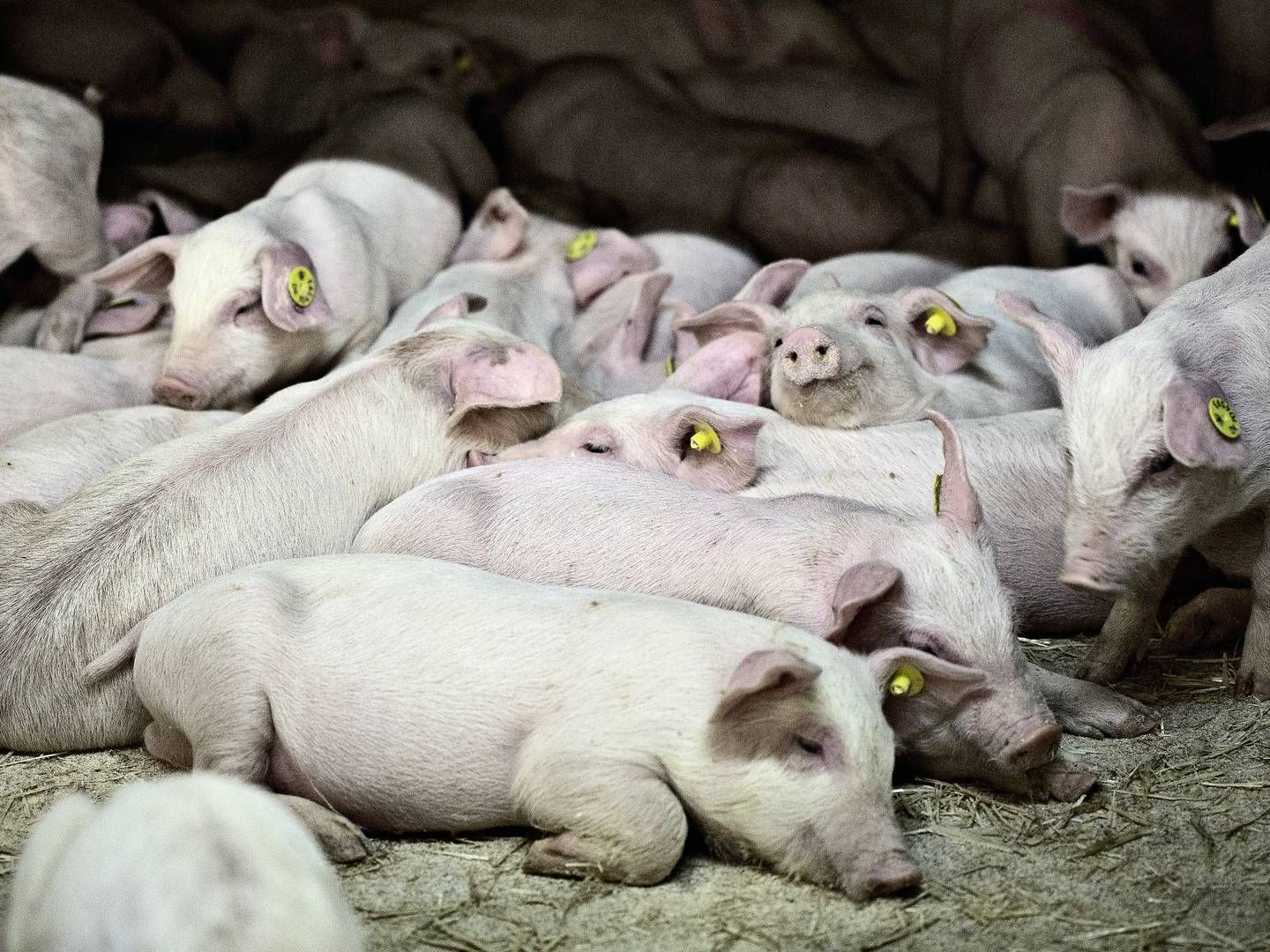 Landbrugsstyrelsens gennemgår alle sager med tilskud til modtagere med flere CVR-numre for at stoppe svindelsager, men det har lammet behandlingen af den bornholmske landmands sag. | Foto: Joachim Adrian/Ritzau Scanpix