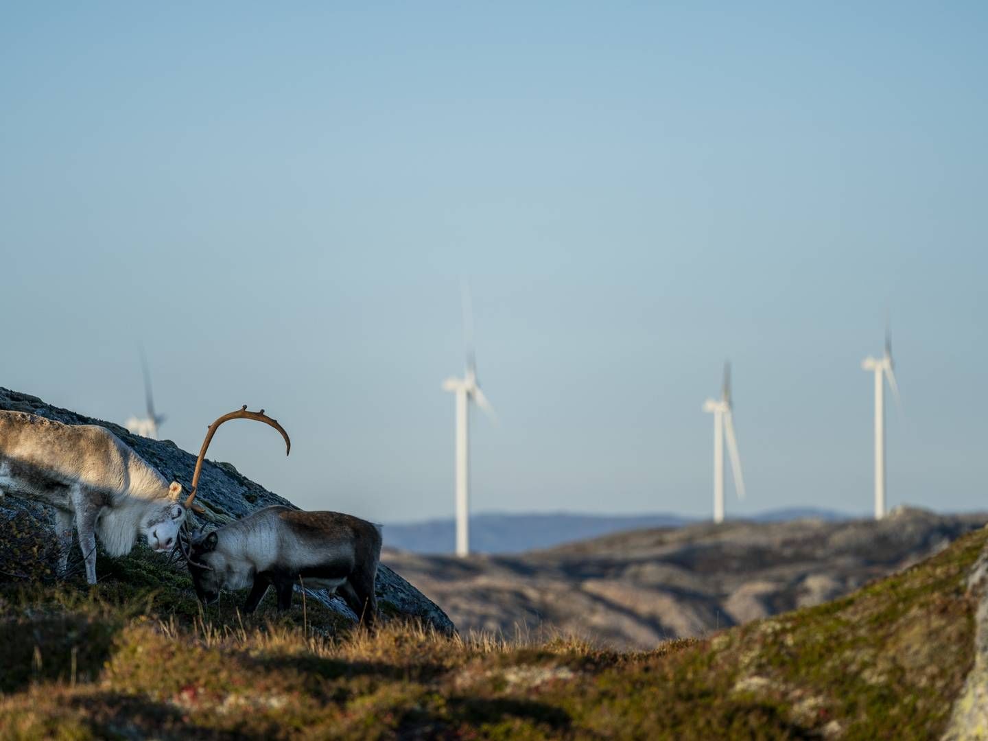 OMSTRIDT. Storheia vindkraftverk er blant parkene det har vært blest rundt i Fosen-saken. | Foto: Foto: Ole Martin Wold