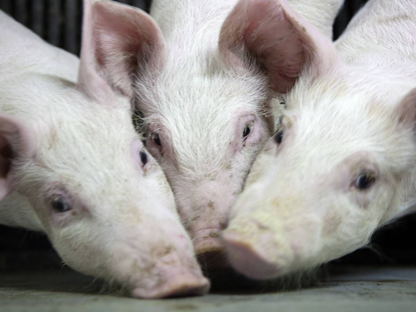 Tilbagegangen i produktionen af grise især vil udmønte sig i en lavere eksport af levende smågrise, indikerer ny prognose. Der er nu udsigt til, at eksporten af smågrise bliver 625.000 mindre end forudset i februar. | Foto: Finn Frandsen