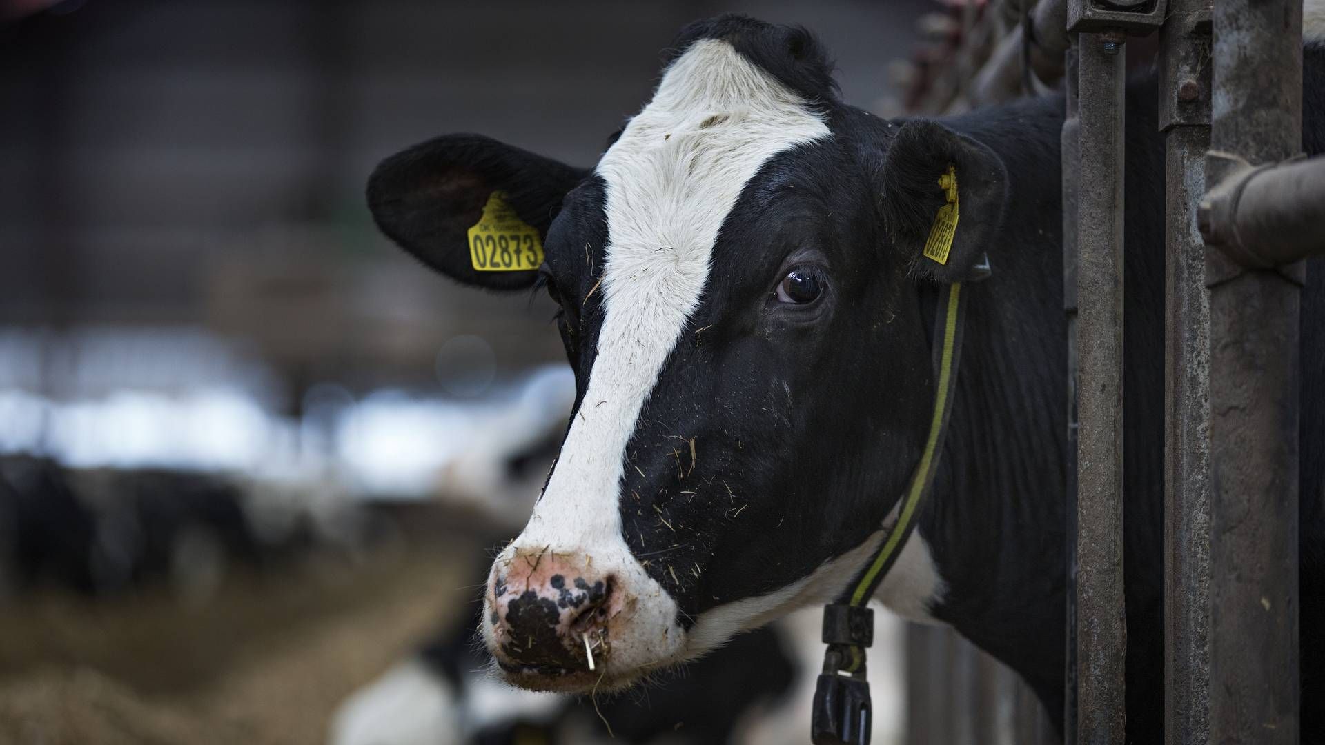 I april valgte Vikinggenetics også ny bestyrelsesformand, efter den mangeårig formand forlod selskabet som følge af den kuldsejlede fusion. | Foto: Jacob Ehrbahn/Politiken