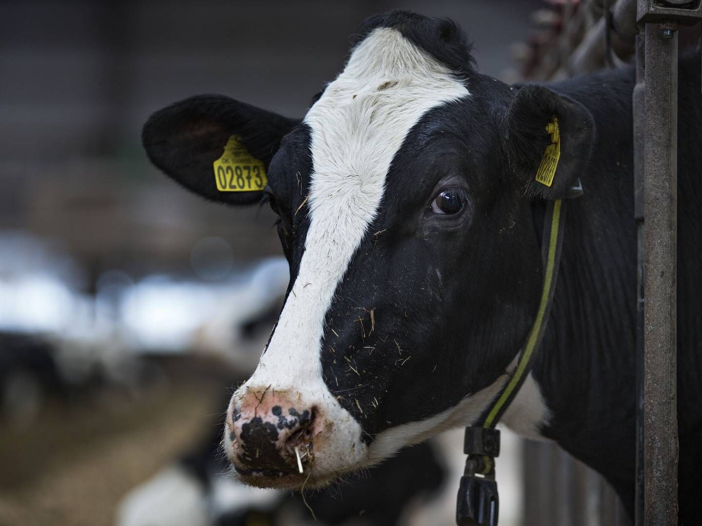 I april valgte Vikinggenetics også ny bestyrelsesformand, efter den mangeårig formand forlod selskabet som følge af den kuldsejlede fusion. | Foto: Jacob Ehrbahn/Politiken