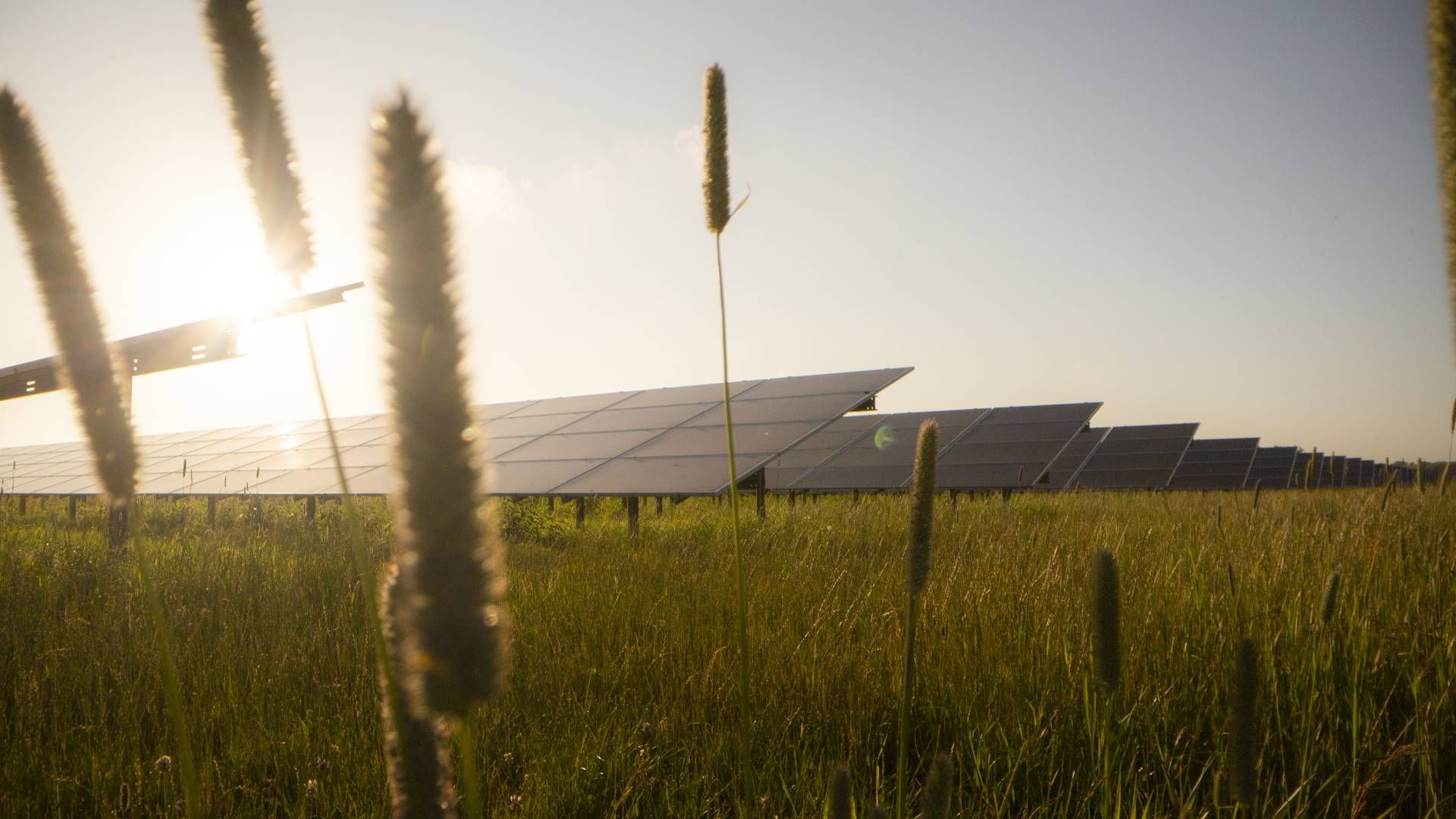 Better Energy kunne opstille 1 GW statsstøttefri solkapacitet hvert år dette årti alene i Danmark, svarende til en hel energiø i løbet af få år, såfremt at det danske elnet tillod det, skriver selskabet i årsregnskabet. | Foto: Better Energy