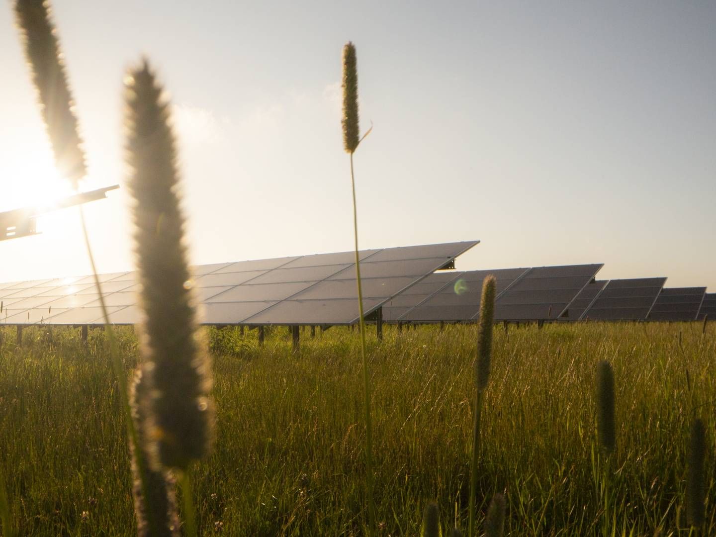 Better Energy kunne opstille 1 GW statsstøttefri solkapacitet hvert år dette årti alene i Danmark, svarende til en hel energiø i løbet af få år, såfremt at det danske elnet tillod det, skriver selskabet i årsregnskabet. | Foto: Better Energy