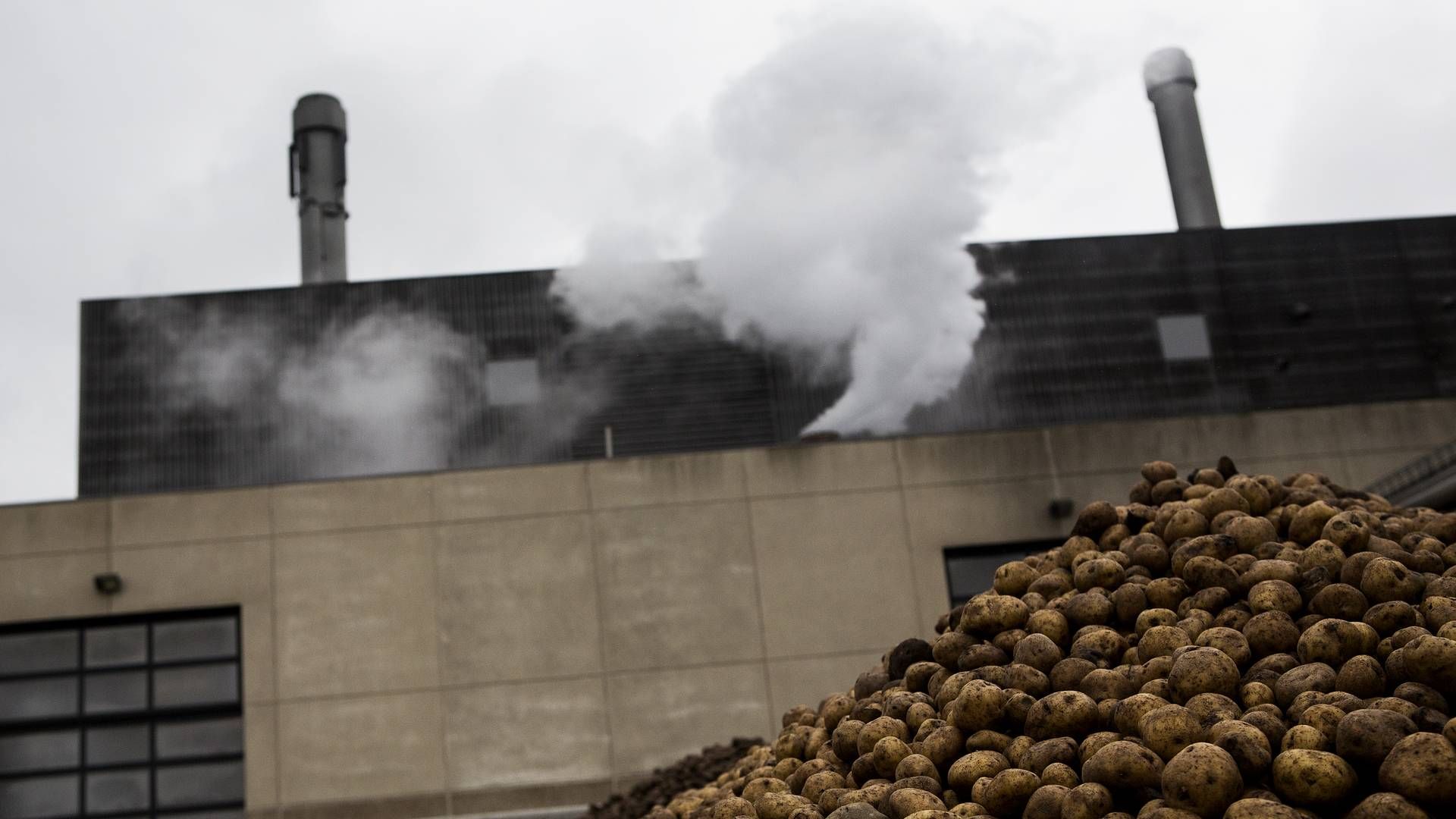 Fabrikken KMC i Brande producerer blandt andet kartoffelmel. Overskudsvarme fra en virksomhed som denne kan muligvis udnyttes til anden varme. | Foto: Janus Engel