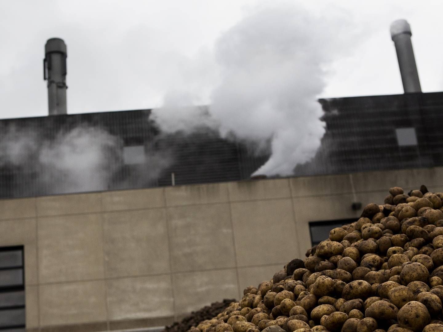 Fabrikken KMC i Brande producerer blandt andet kartoffelmel. Overskudsvarme fra en virksomhed som denne kan muligvis udnyttes til anden varme. | Foto: Janus Engel