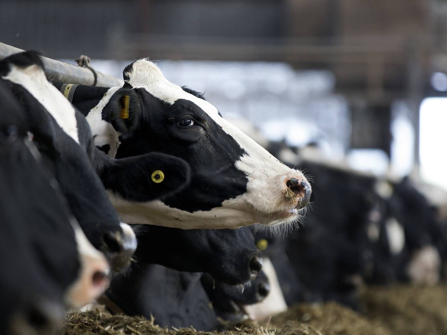 Manglen på foder og de høje priser på oksekød får landmændene til at sende flere køer til slagtning. | Foto: Finn Frandsen