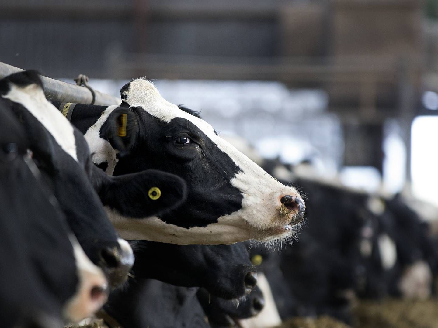 Mælkeproducenterne tjener på grund af høje priser på både mælk og kød gode penge i år. Også selv om priserne på foder og energi er steget, melder danske banker. | Foto: Finn Frandsen