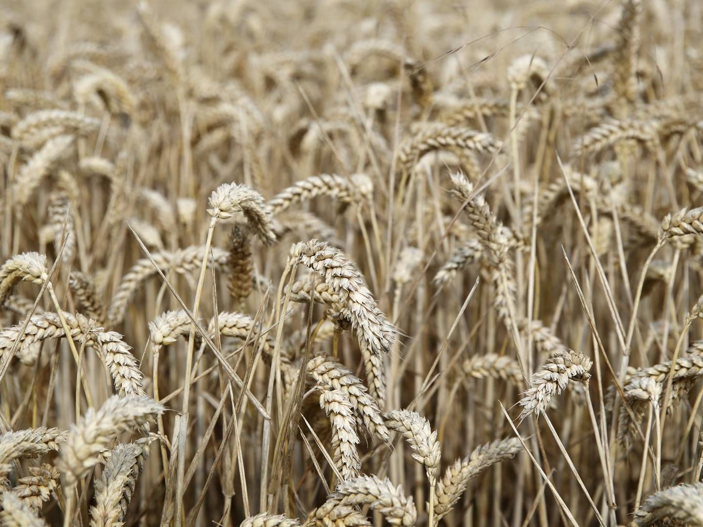 Verdens næststørste hvedeeksportør stoppede i weekenden med at sende mere korn over grænsen. | Foto: Jens Dresling