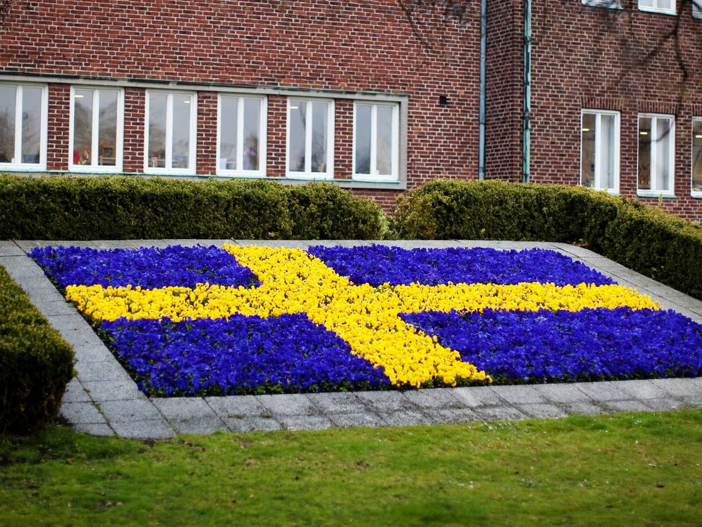 Flowers colored as the Swedish flag. | Photo: Miriam Dalsgaard