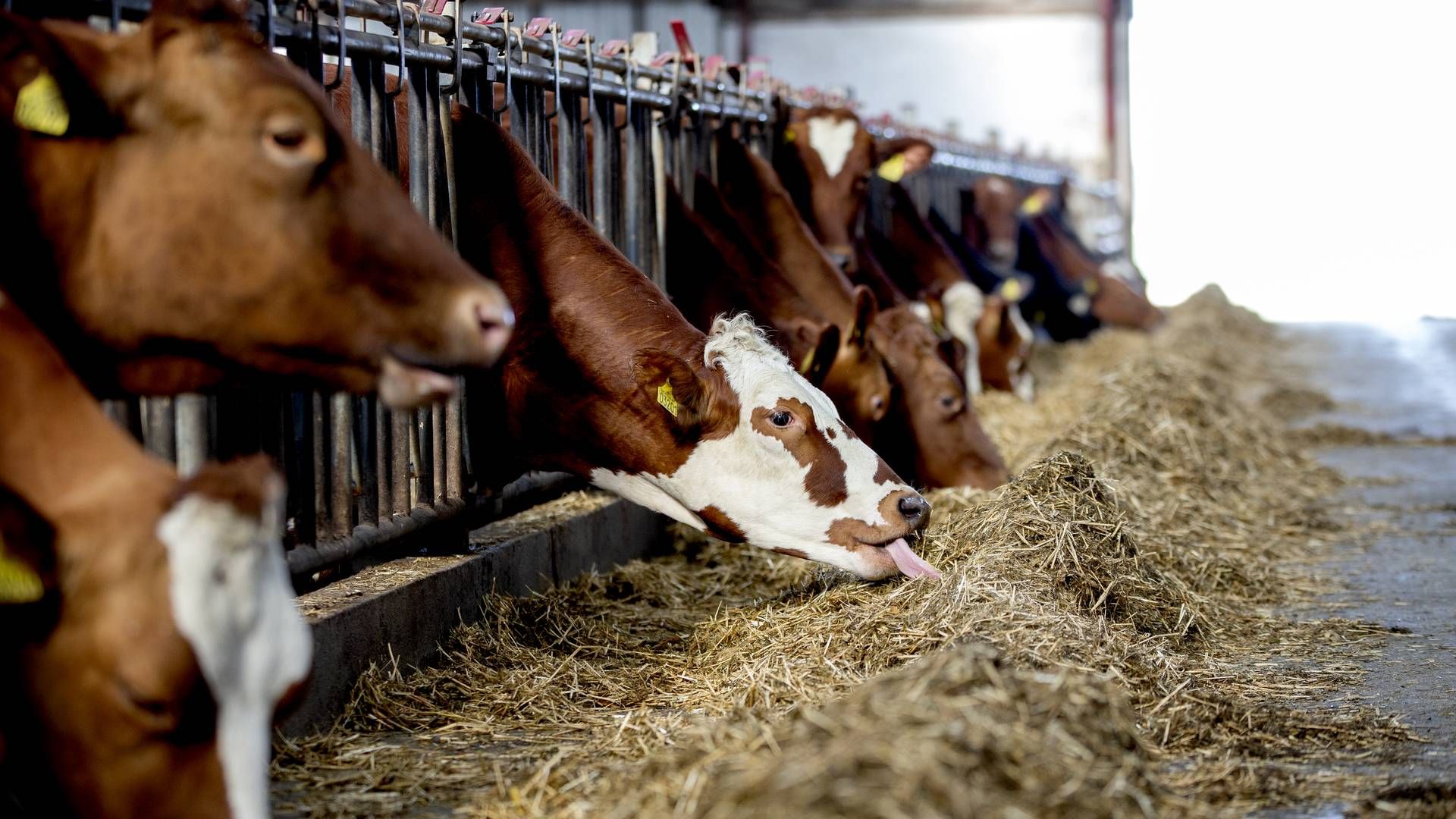 Produktionen af mælk i Europa skal helst stige omkring 1,5 mia. liter om året for at holde trit med efterspørgslen. Det er nu gået den stik modsatte vej i 10 måneder. | Foto: Finn Frandsen