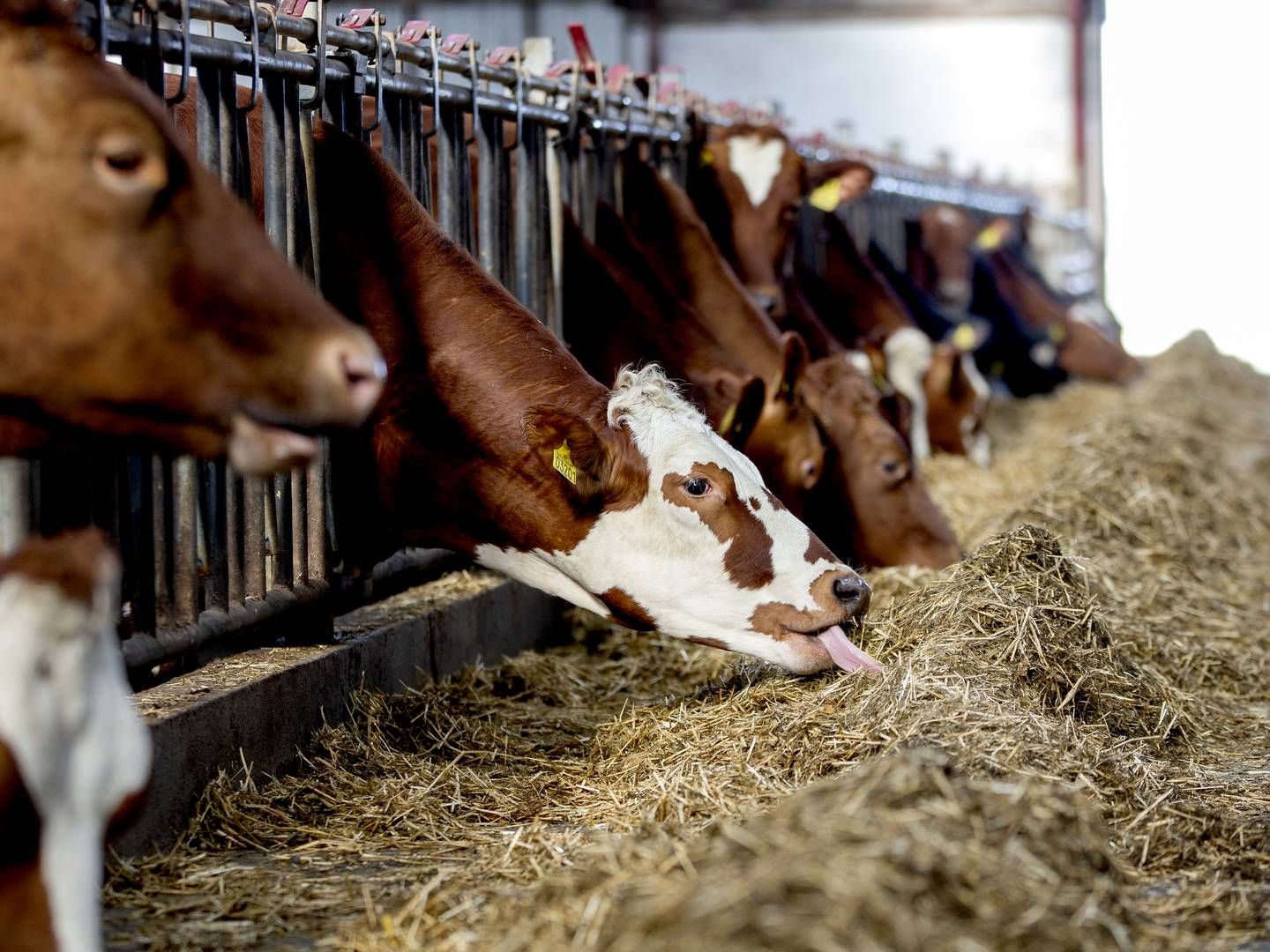 Produktionen af mælk i Europa skal helst stige omkring 1,5 mia. liter om året for at holde trit med efterspørgslen. Det er nu gået den stik modsatte vej i 10 måneder. | Foto: Finn Frandsen