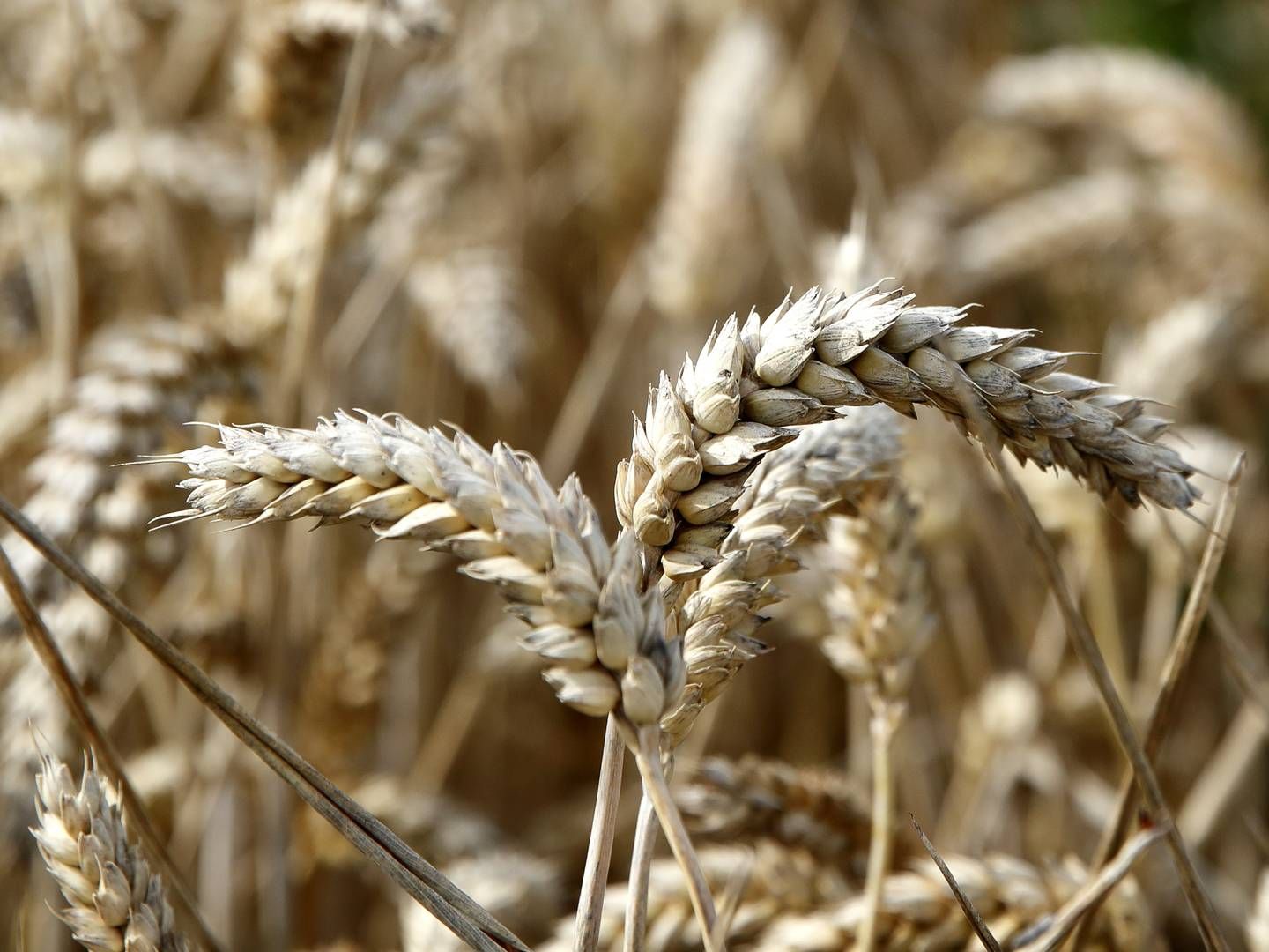 Ruslands krig i Ukraine er gået hårdt udover sidstnævntes eksport af korn. | Foto: Jens Dresling