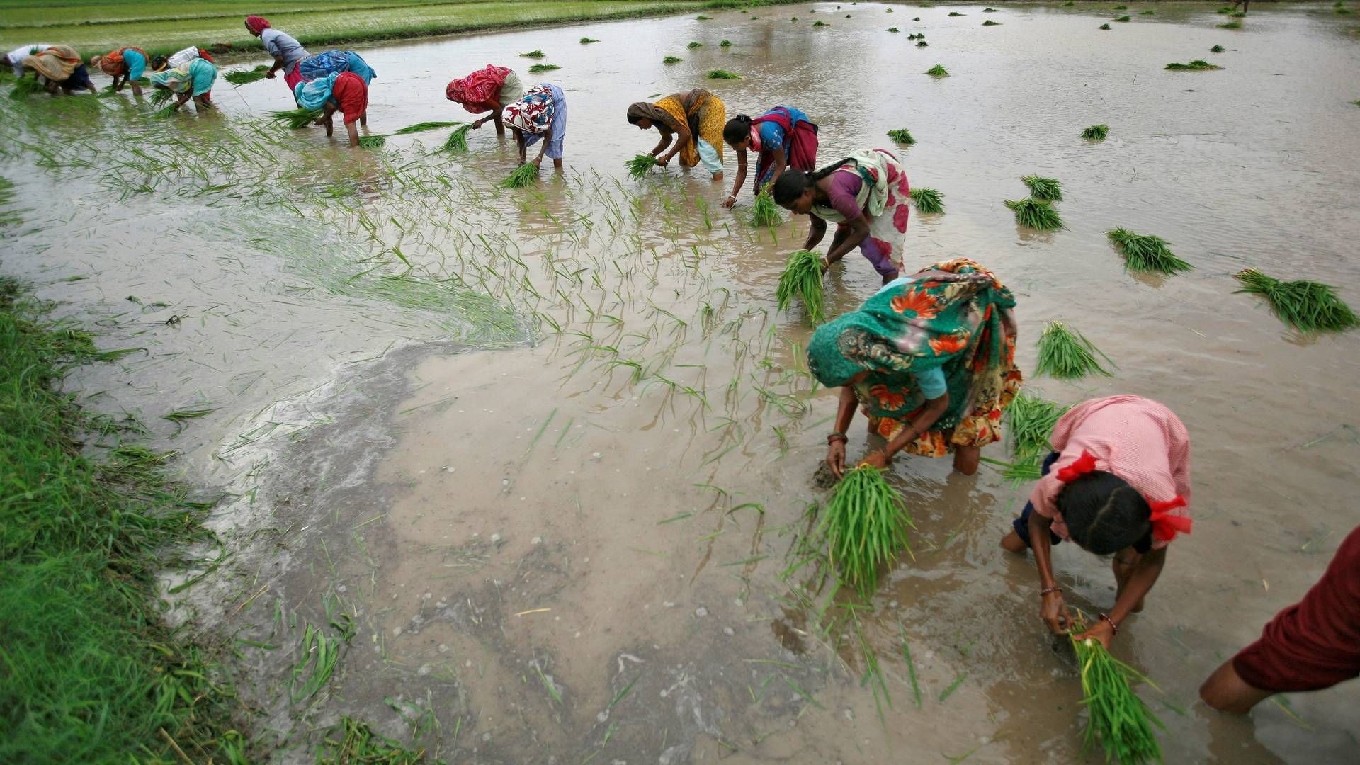 Udledning af medicinrester fra lægemiddelproduktion i Indien kan få store konsekvenser for lokalmiljøet. | Foto: AMIT DAVE/REUTERS / X01413