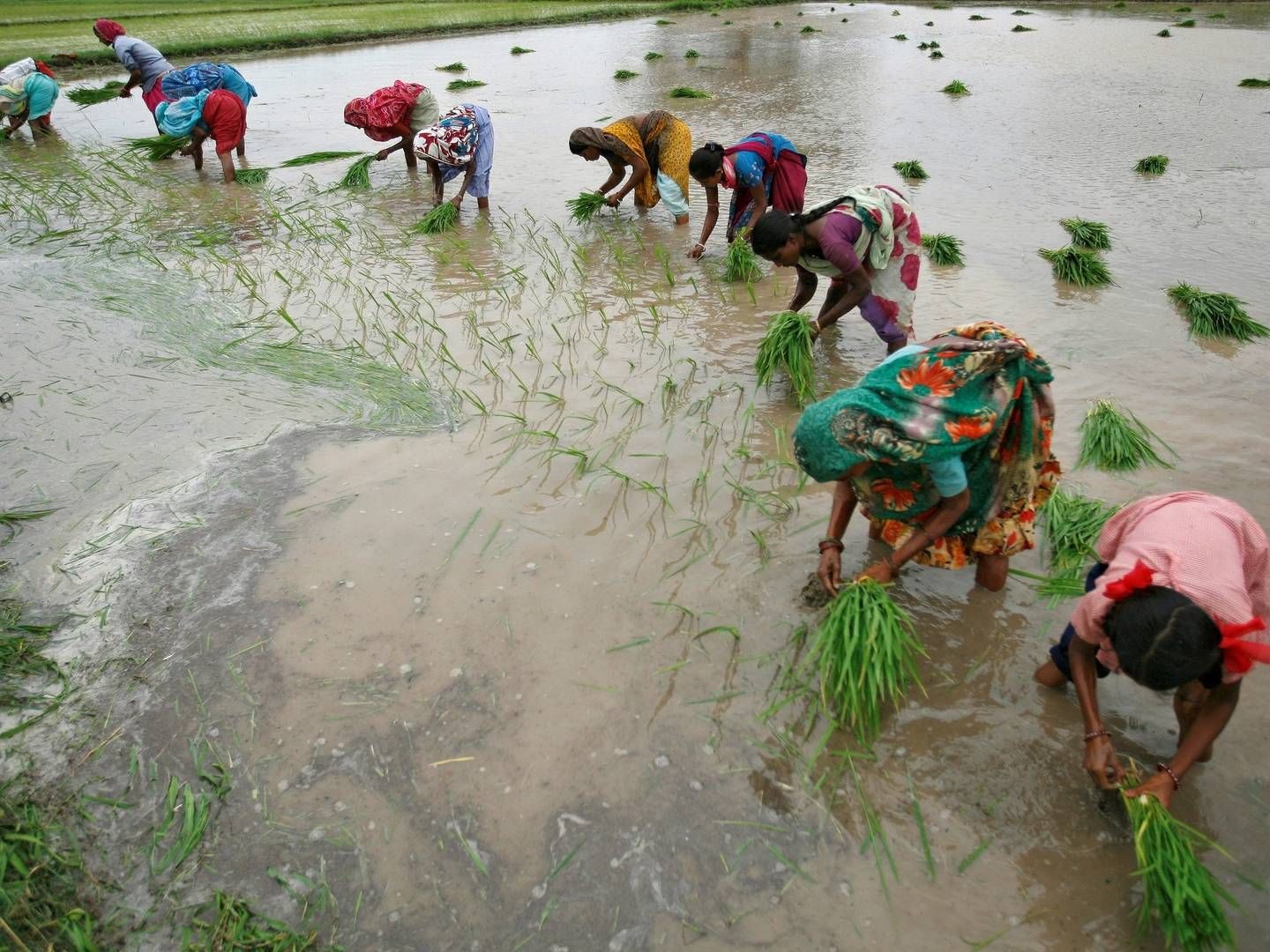 Udledning af medicinrester fra lægemiddelproduktion i Indien kan få store konsekvenser for lokalmiljøet. | Foto: AMIT DAVE/REUTERS / X01413