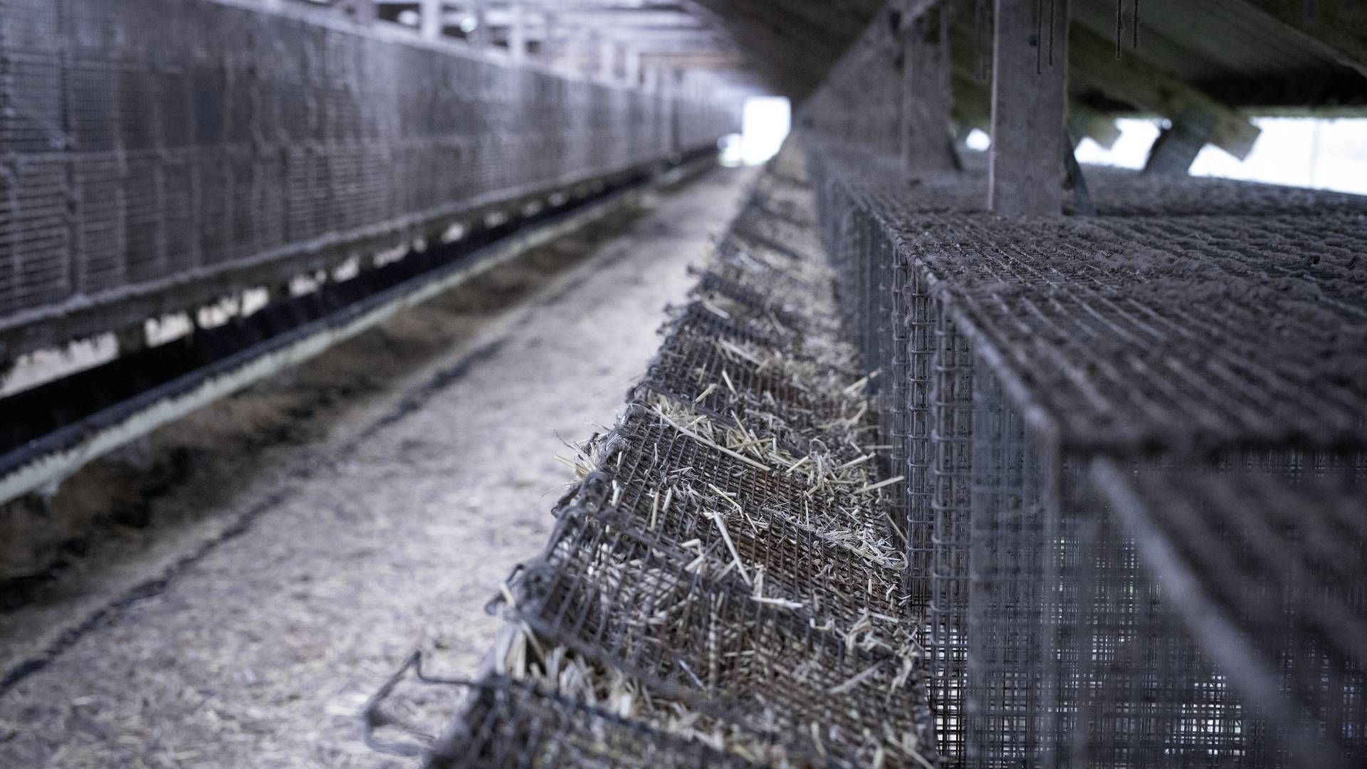 Minkavlernes bure har stået tomme siden efteråret 2020. | Foto: Marius Renner