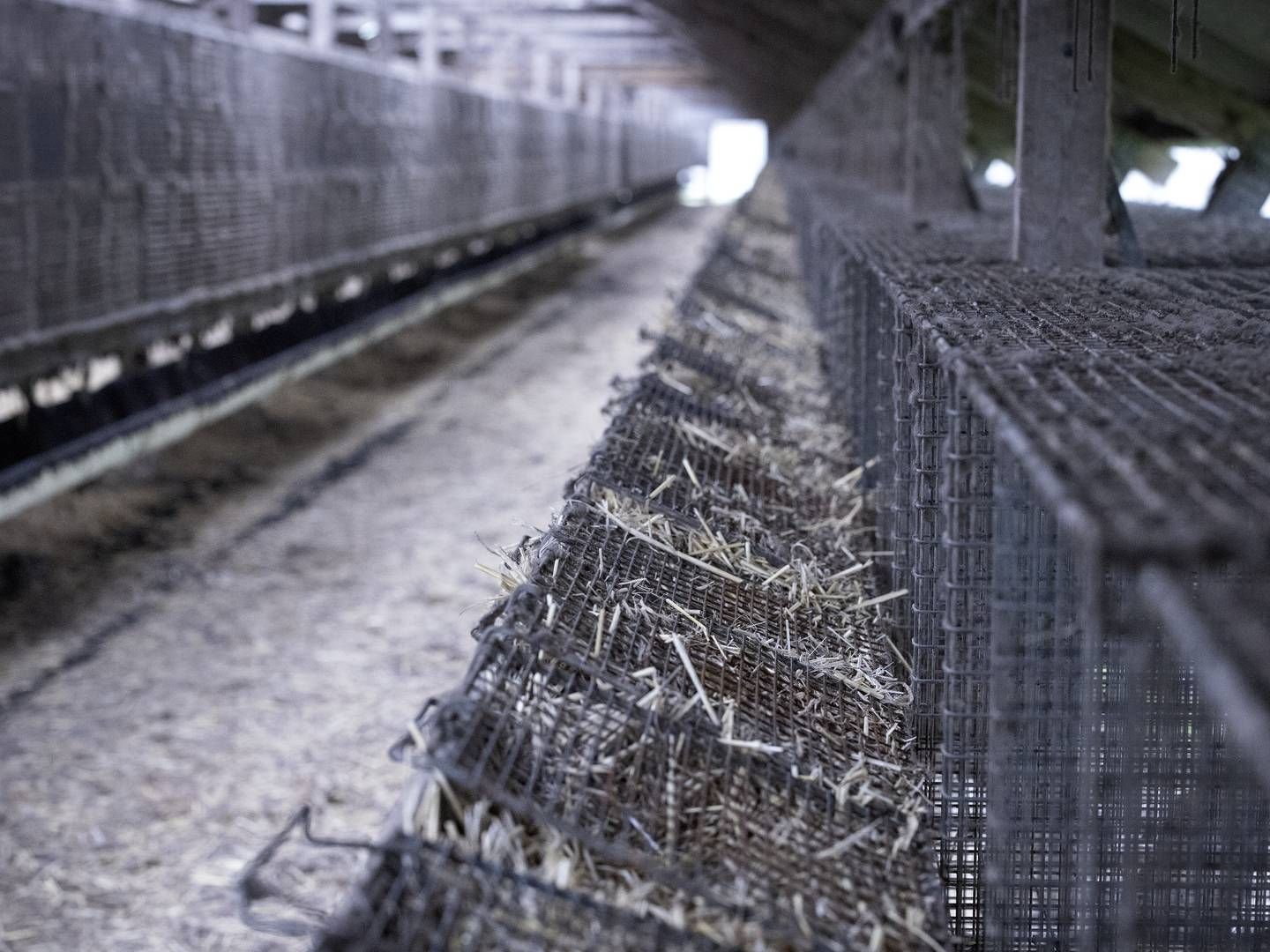 Minkavlernes bure har stået tomme siden efteråret 2020. | Foto: Marius Renner