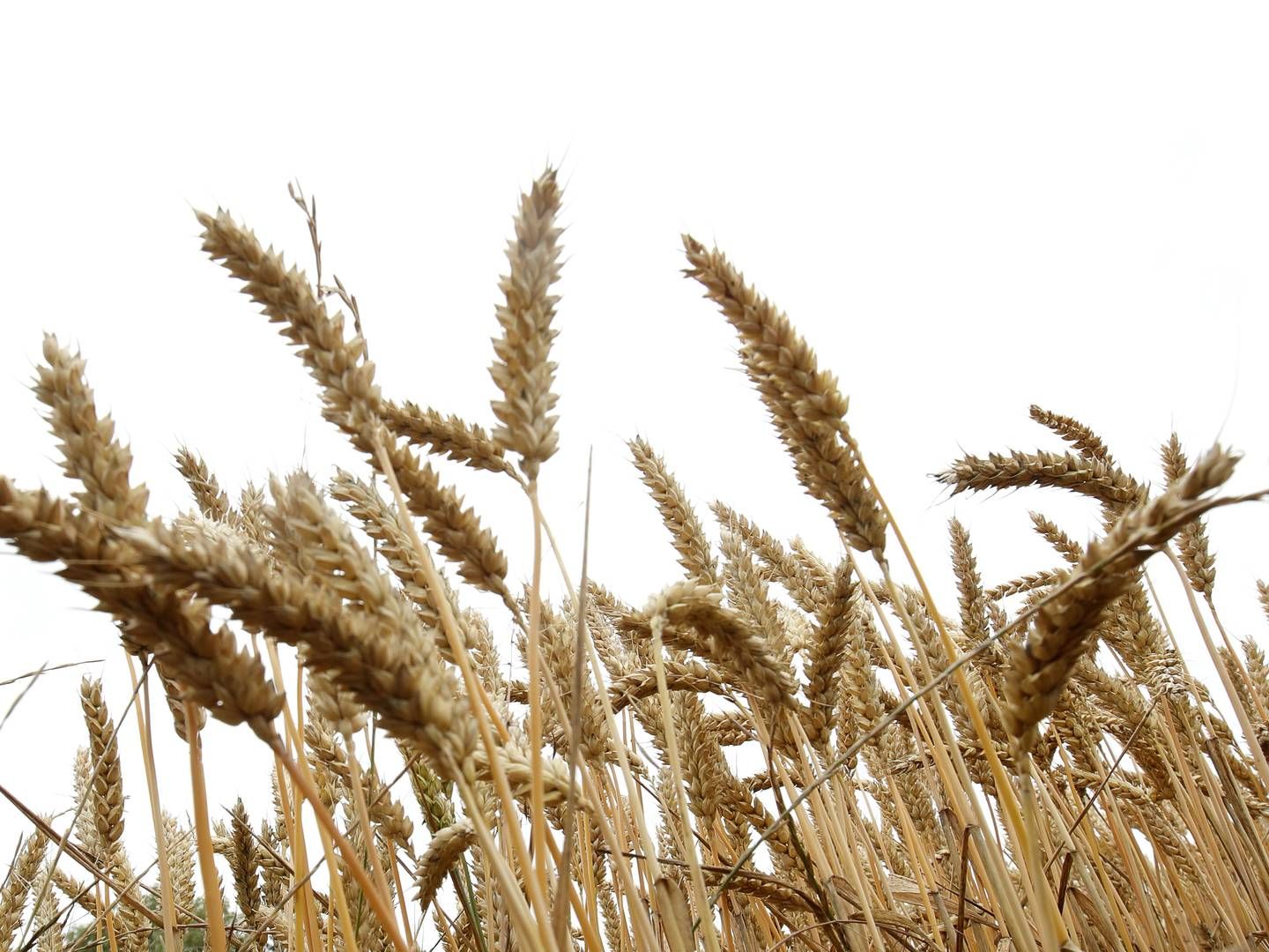 Selv om alt nu tyder på en god høst, har vejrproblemer fået producenterne til at plante afgrøden senere end normalt. Det har gjort hveden meget sårbar over for problemer i slutningen af sæsonen. | Foto: Jens Dresling