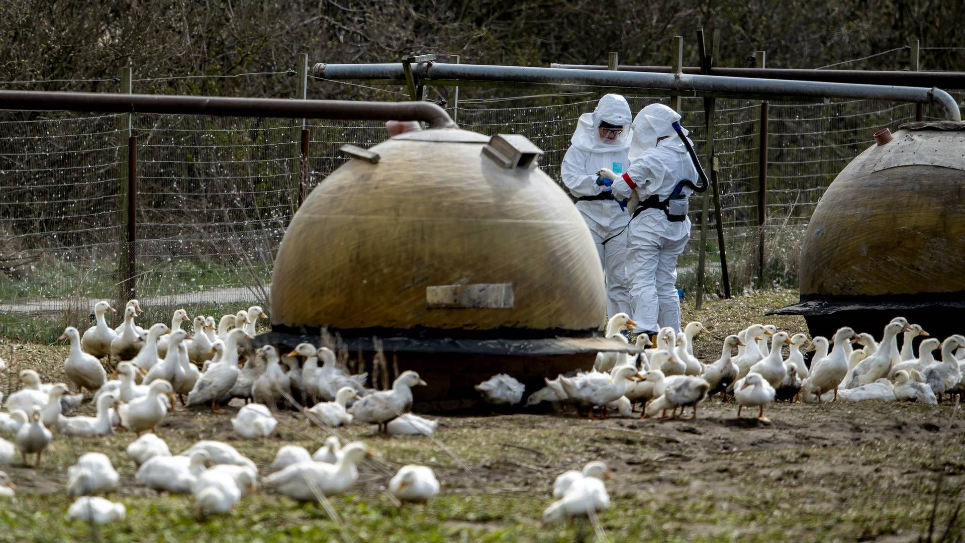 Det amerikanske landbrugsministerium har allerede brugt 793 mio. dollars, svarende til 5,4 mia. kr., på det seneste fugleinfluenza-udbrud. | Foto: René Schütze
