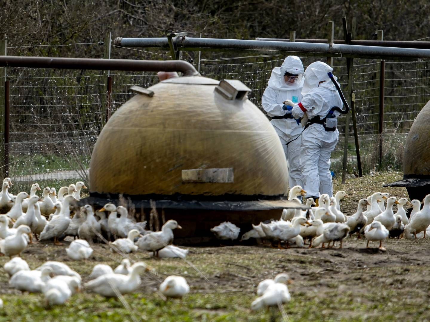 Det amerikanske landbrugsministerium har allerede brugt 793 mio. dollars, svarende til 5,4 mia. kr., på det seneste fugleinfluenza-udbrud. | Foto: René Schütze