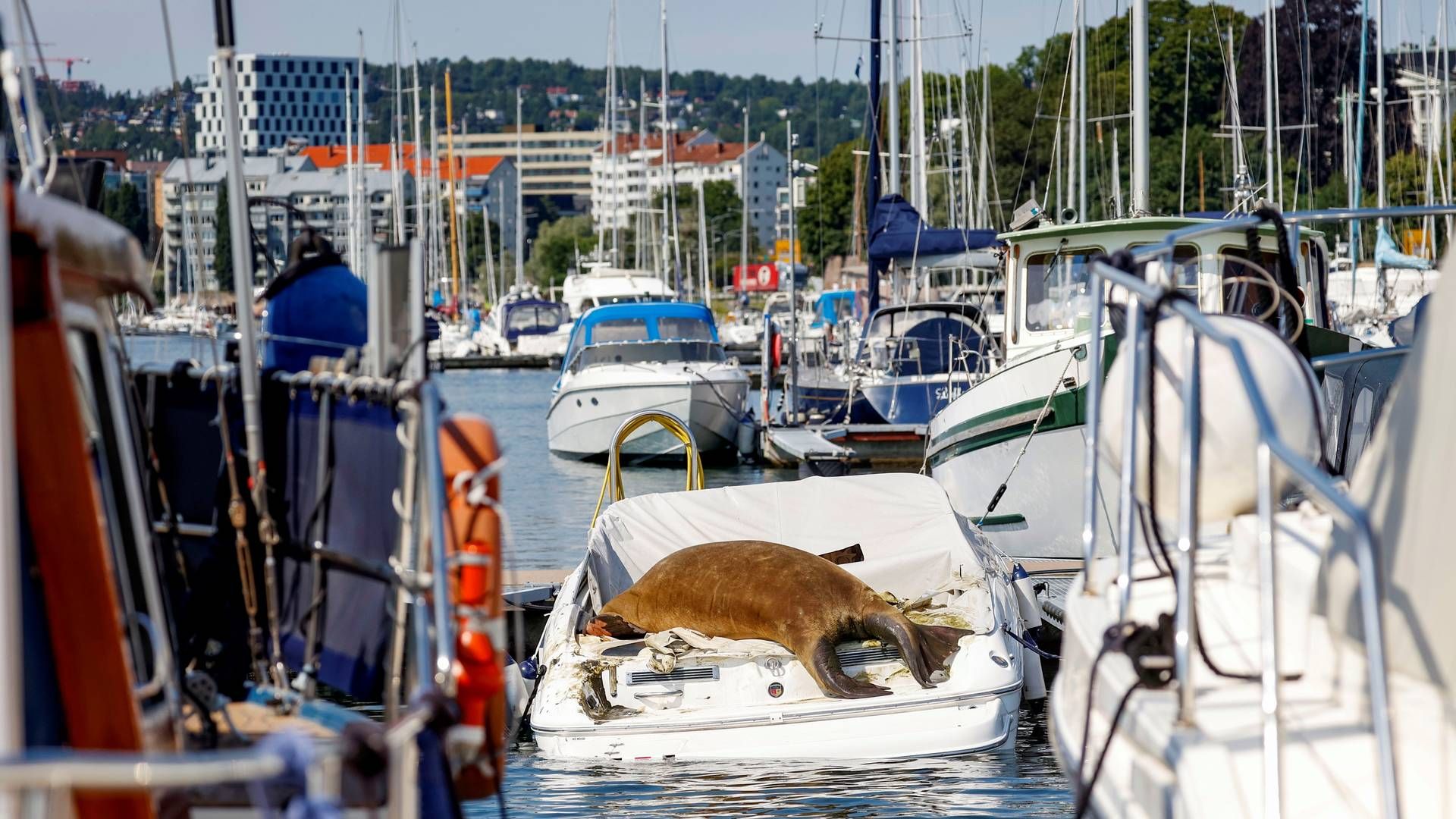 Hvalrossen Freya har lagt seg på en båt i Frognerkilen i Oslo. | Foto: Tor Erik Schrøder / NTB