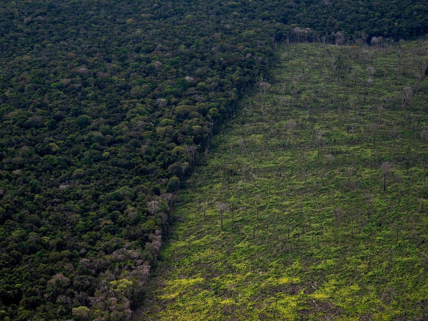 Foto: Mauro Pimentel/AFP/Ritzau Scanpix