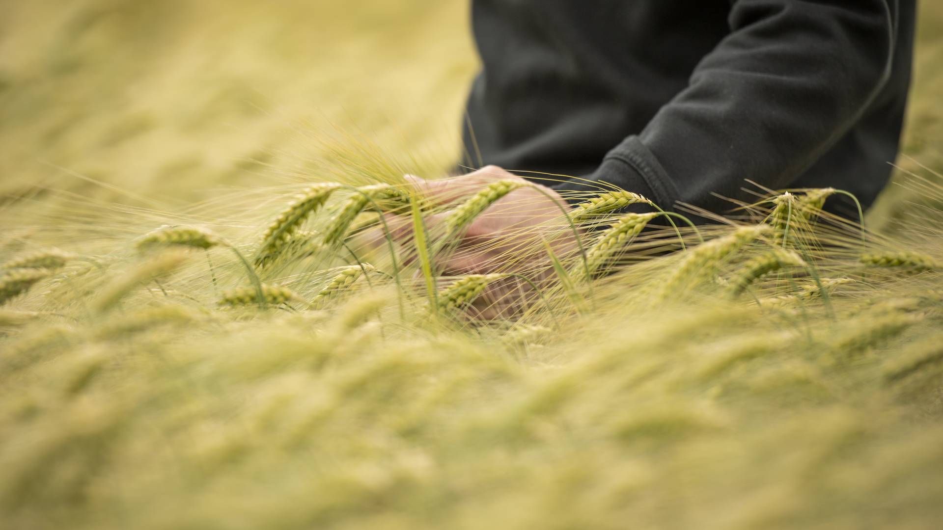 Før krigen var Ukraine på vej til at blive den tredjestørste eksportør af hvede i verden. | Foto: Benny Kjølhede/SPO