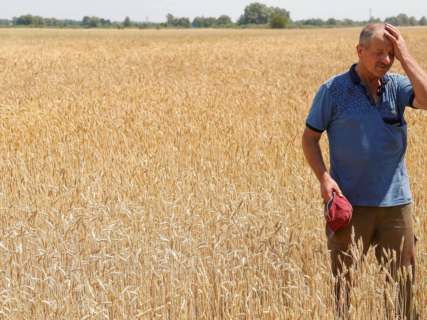 A Ukrainian farmer inspects his wheat field. Millions of tonnes of grain have accumulated since the Russian invasion. | Photo: Valentyn Ogirenko/Reuters/Ritzau Scanpix