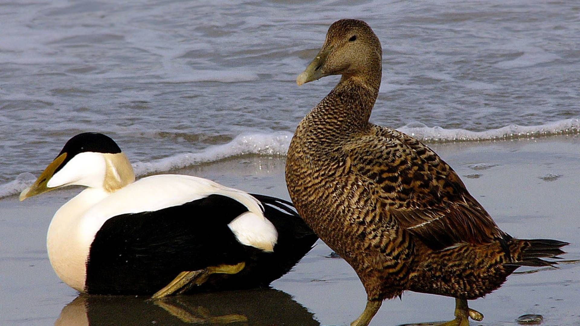 Common eiders, male and female, in southern Denmark. | Photo: CREATIVE COMMONS