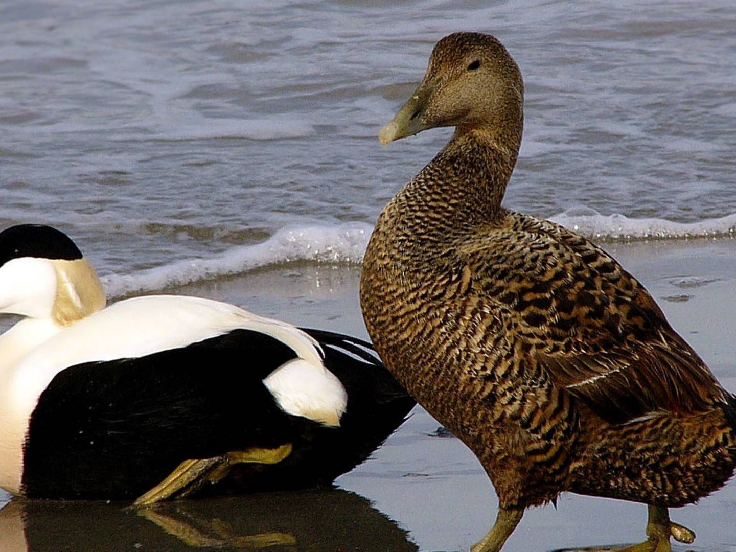Common eiders, male and female, in southern Denmark. | Photo: CREATIVE COMMONS