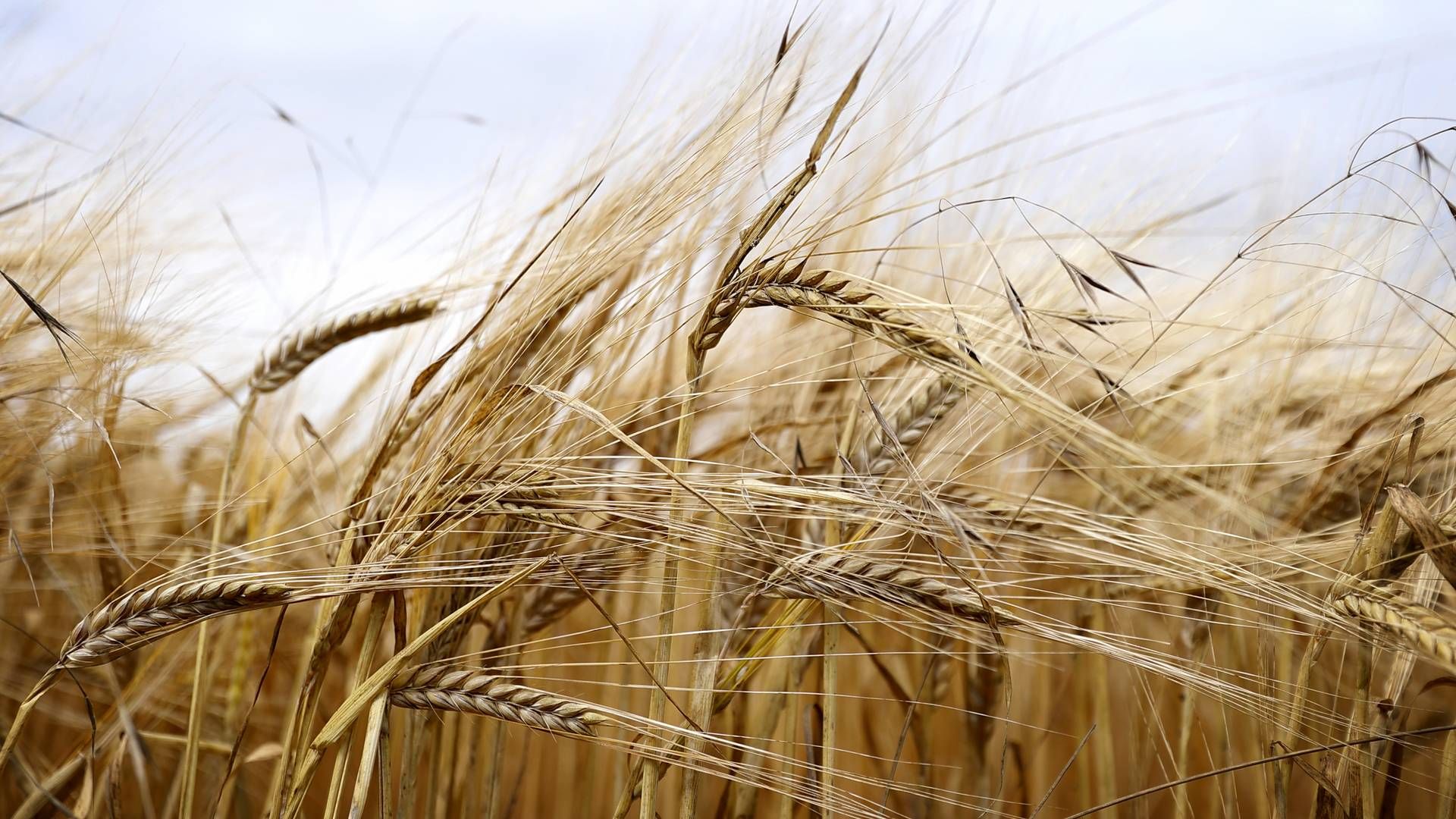 Den seneste måned er gennemsnitsprisen på korn faldet med omkring 12 pct., skriver FInans. | Foto: Jens Dresling