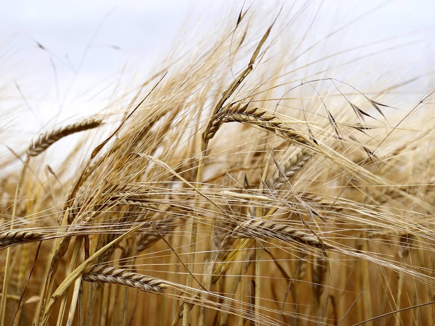 Den seneste måned er gennemsnitsprisen på korn faldet med omkring 12 pct., skriver FInans. | Foto: Jens Dresling