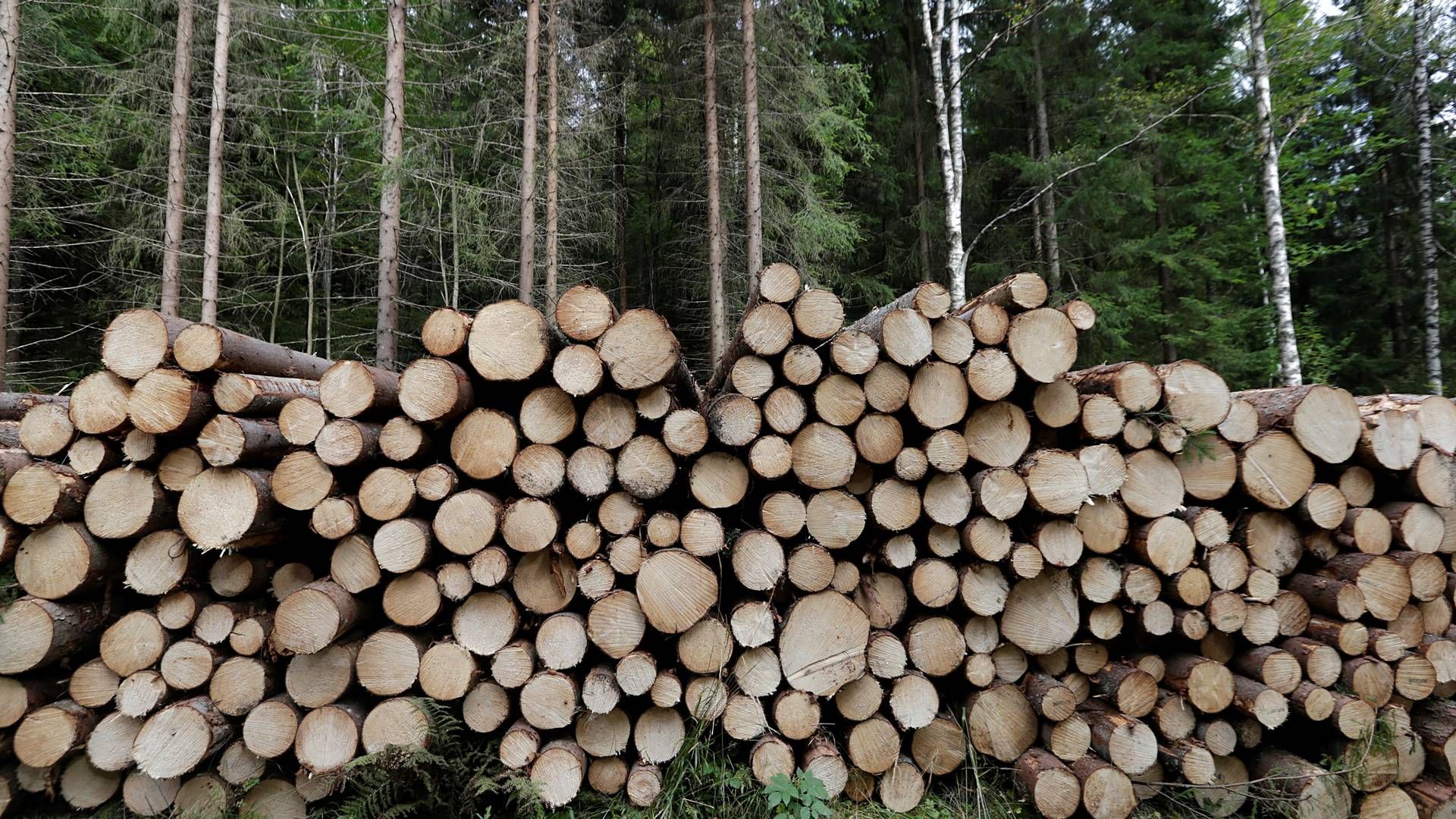 REKORDPRIS: Prisene på tømmer økte i andre kvartal. | Foto: Vidar Ruud / NTB