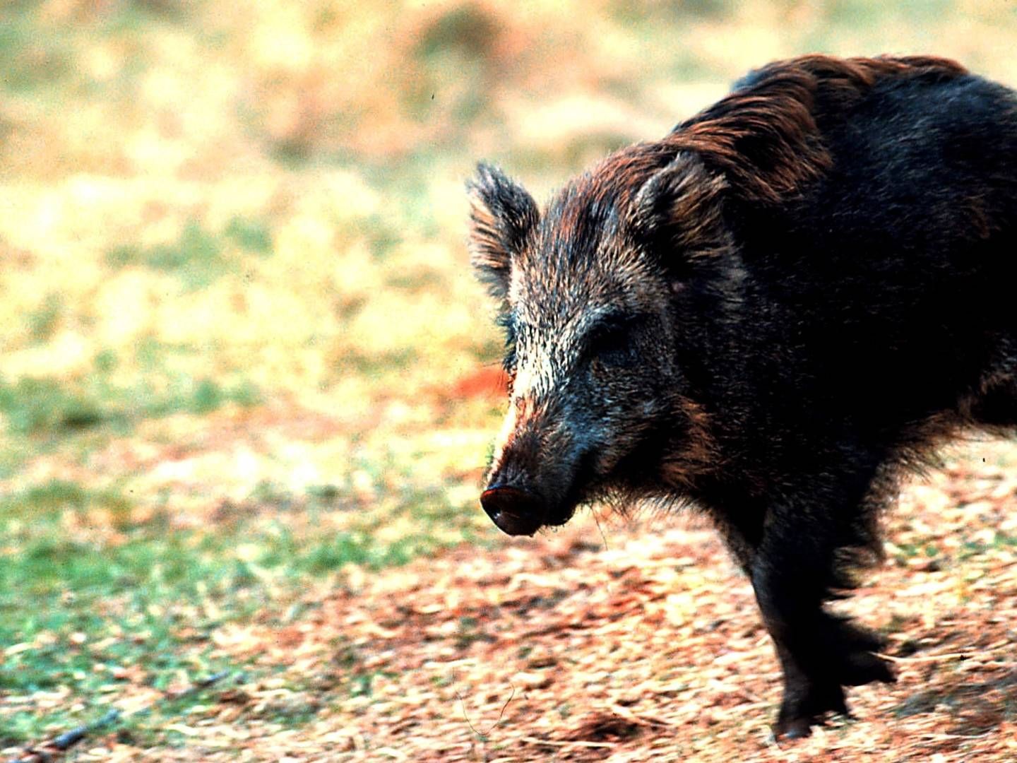 Polen har været kendt for en endog meget stor population af vildsvin i landets skove. Det har vanskeliggjort bekæmpelsen af svinesygdommen afrikansk svinepest. | Foto: Carsten Ingemann