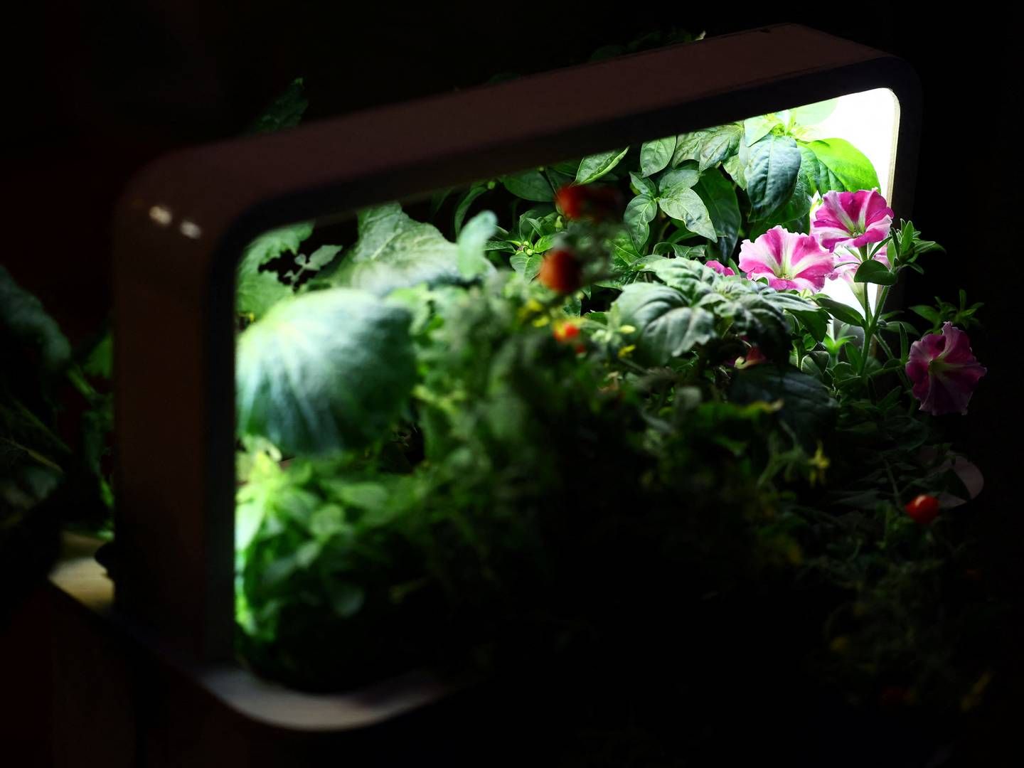 Greenbox er til dem, der vil dyrke grøntsager i stuen. Den grønne trend har bidt sig fast. | Foto: Lisi Niesner/Reuters/Ritzau Scanpix