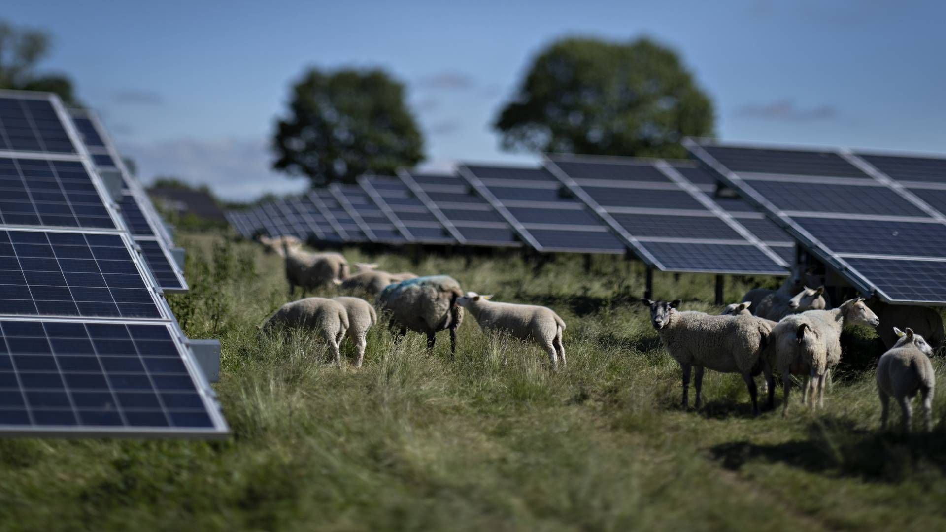 El produceret fra solceller er i fremgang i Europa i sommermånederne, viser ny rapport. | Foto: Brian Karmark/ERH