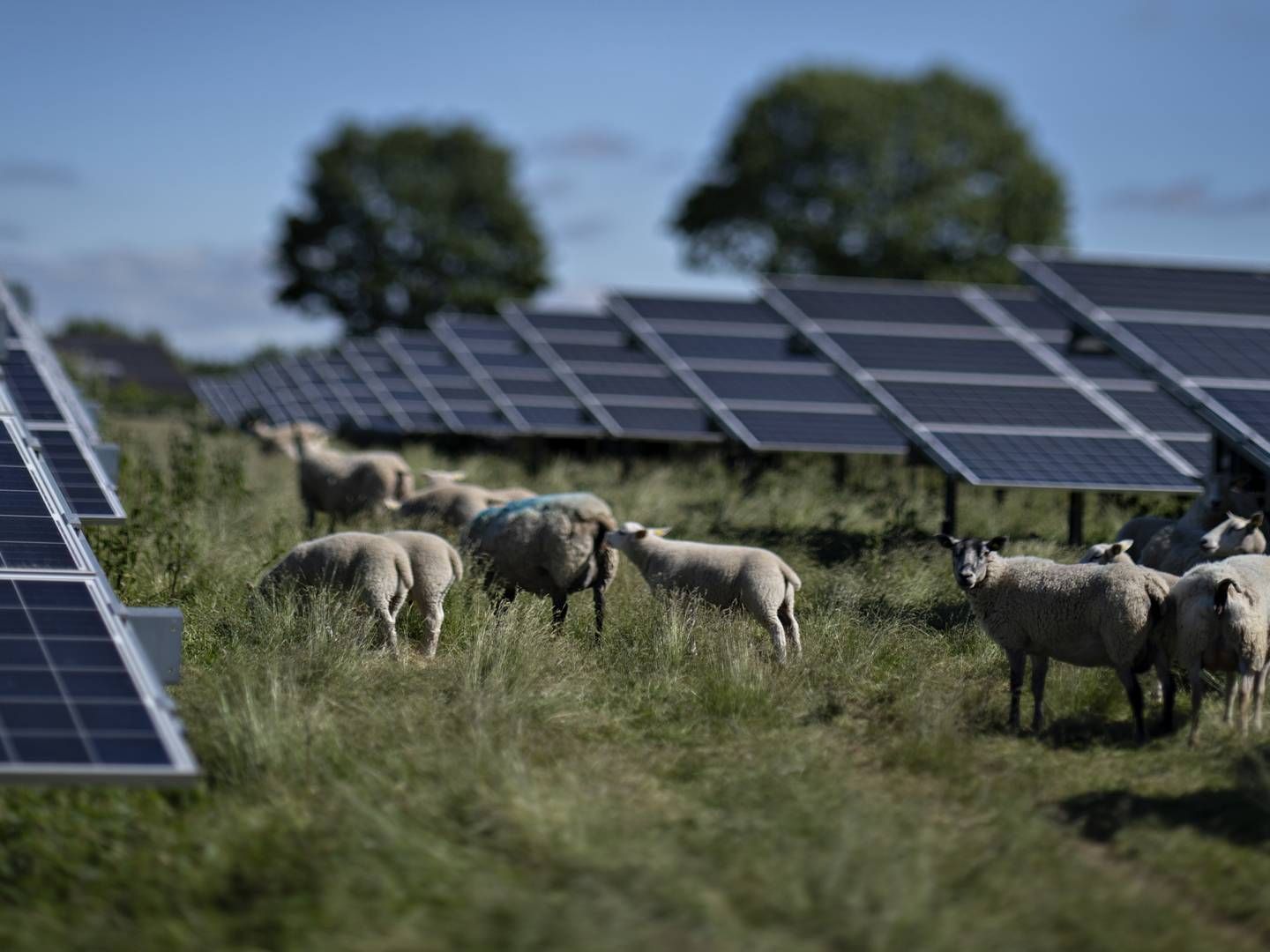 El produceret fra solceller er i fremgang i Europa i sommermånederne, viser ny rapport. | Foto: Brian Karmark/ERH