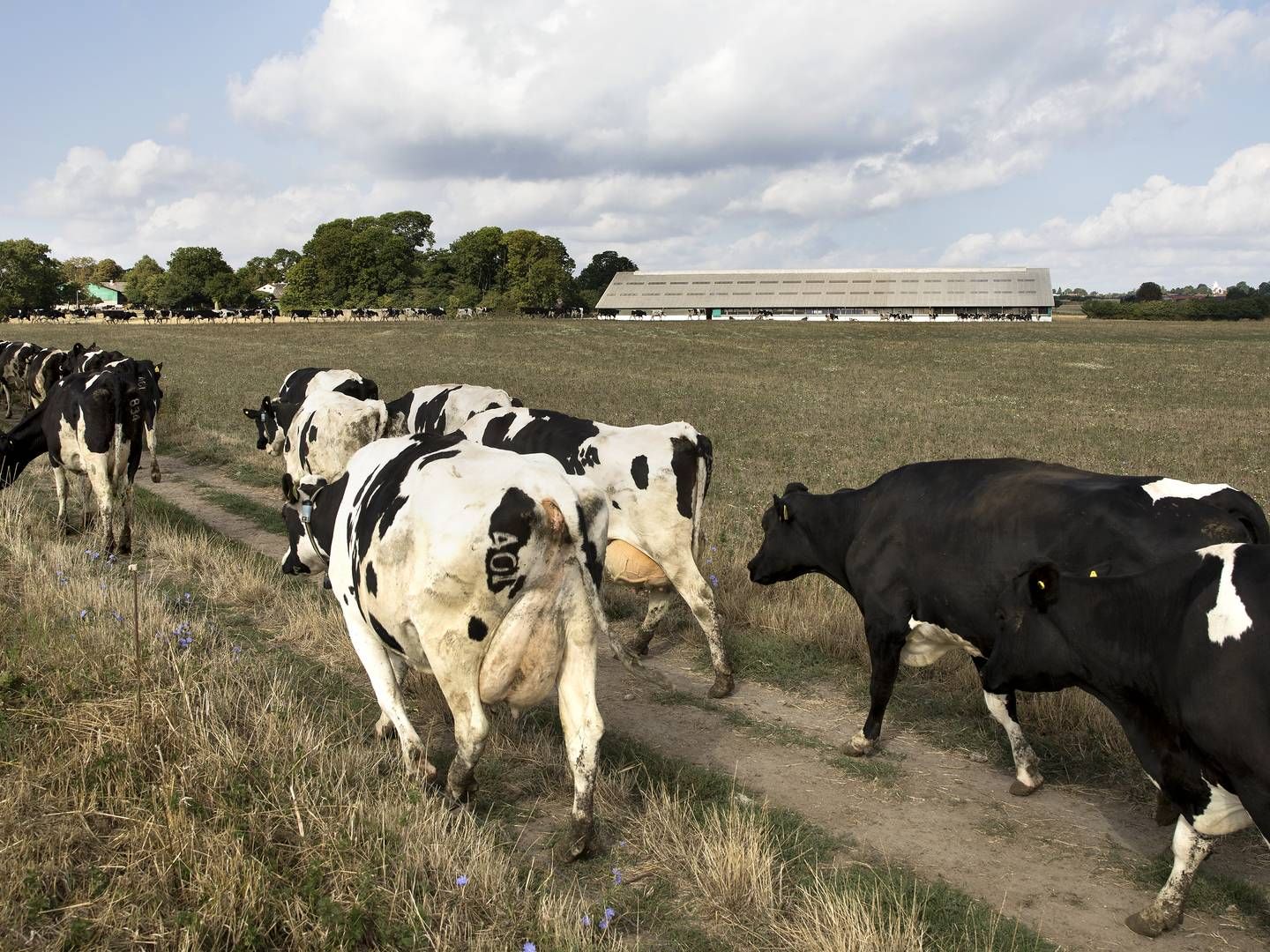 Arlas mælkeproducenter skal fremover måles på de ting, de gør konkret på deres bedrifter. | Foto: Finn Frandsen