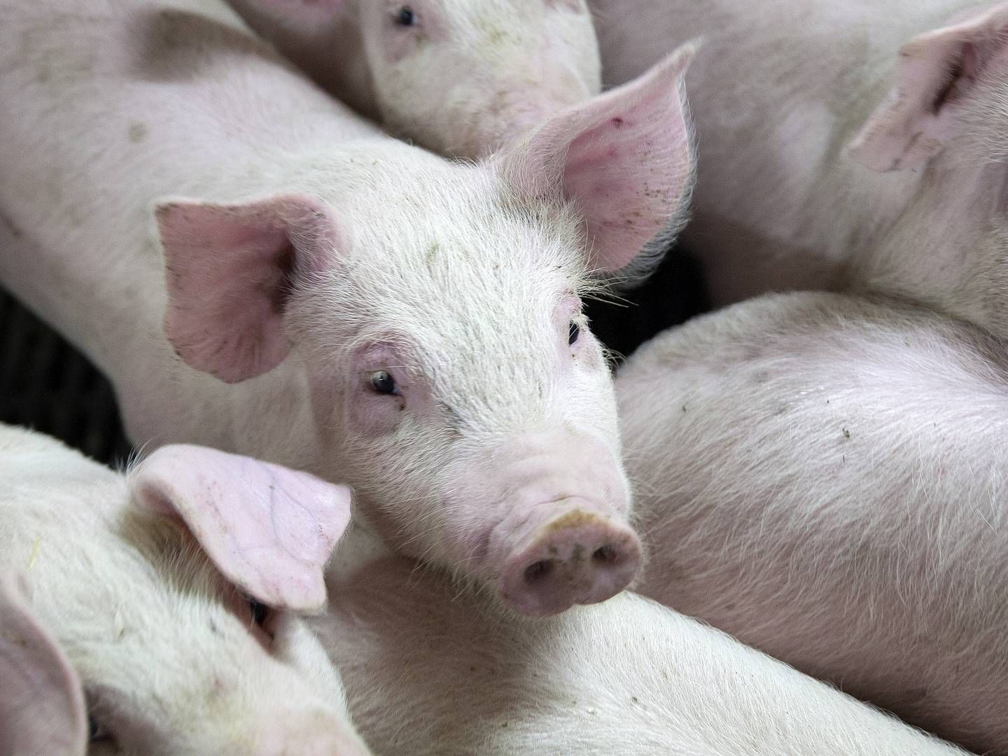 Frandsbjerg Group vil opkøbe og omlægge svinelandbrug med egen foderproduktion. | Foto: Finn Frandsen