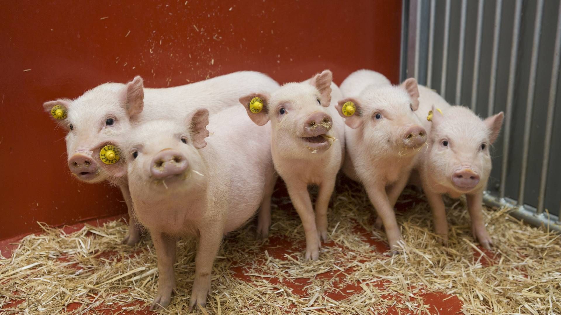 Minigris-racen Göttingen Minipigs er en ottendedel af størrelsen af en almindelig gris, og er derfor nemme at have med at gøre, når det gælder prækliniske studier. | Foto: Ellegaard Göttingen Minipigs /PR