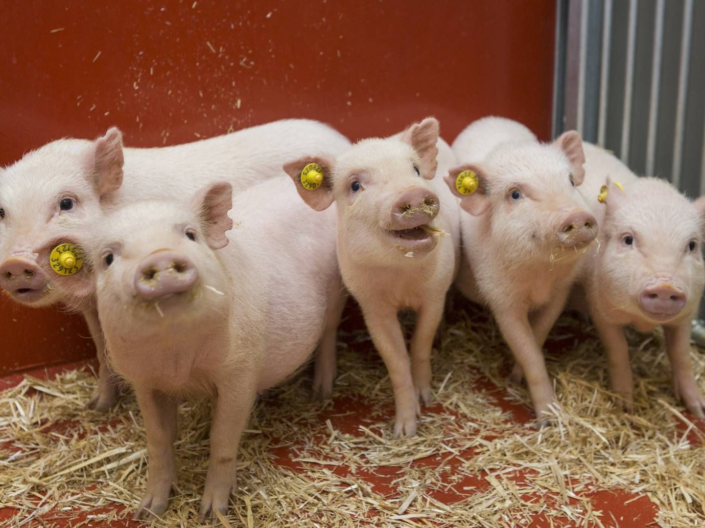 Minigris-racen Göttingen Minipigs er en ottendedel af størrelsen af en almindelig gris, og er derfor nemme at have med at gøre, når det gælder prækliniske studier. | Foto: Ellegaard Göttingen Minipigs /PR
