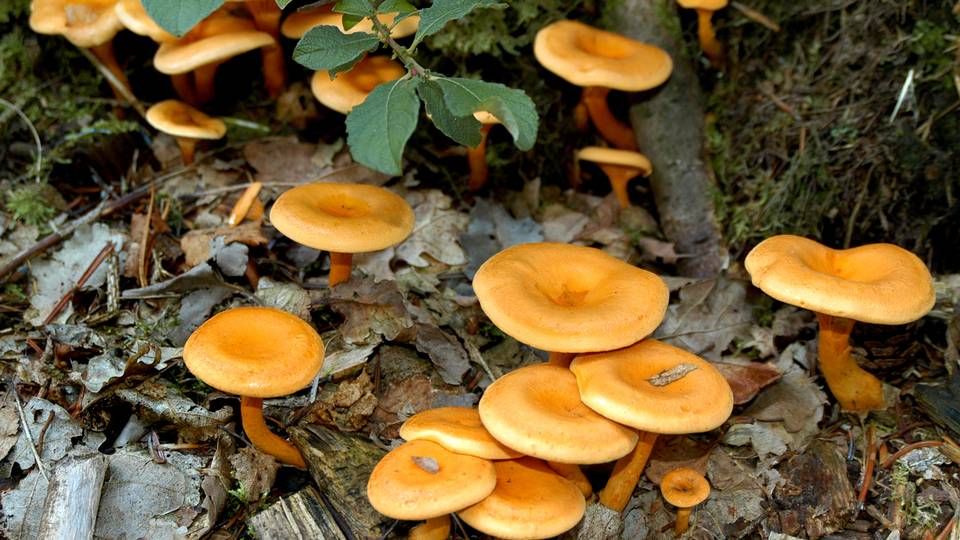 dybt spor Observatory Forsker: Magiske svampe kan behandle depression — MedWatch